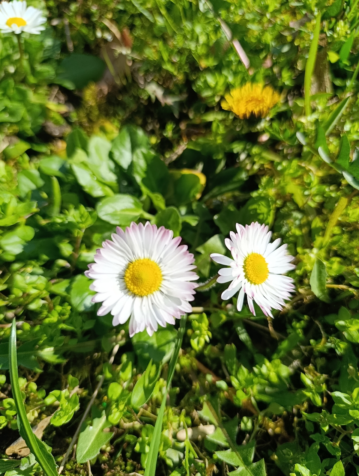 The image depicts a ground-level view of a patch of grass and other low-lying vegetation, likely within a garden or unkempt lawn. Dominating the foreground are two daisies with white petals tinged with pink at the tips and bright yellow centers. Another daisy and a dandelion are partially visible in the background, out of focus. The scene is bathed in natural sunlight. The location is Kardzhali, Bulgaria. No people are visible.