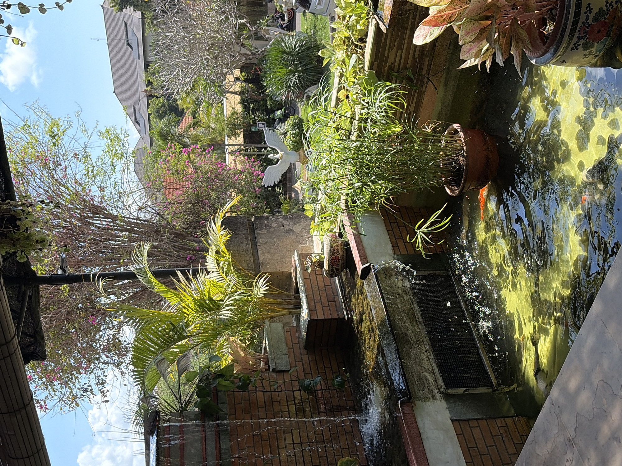 The image depicts an outdoor koi pond with a brick waterfall feature. Several koi fish are visible swimming in the greenish, sun-dappled water, which contains numerous dark pebbles on the bottom. The pond is bordered by brickwork and concrete. On the left, water cascades down a brick wall into the pond. To the right of the waterfall, a potted palm tree and other plants are situated in brick planters. In the foreground, a large potted plant with variegated pink and green leaves sits near the pond's edge. Further back in the scene, a white statue of a swan with outstretched wings stands amidst lush greenery and flowering bushes. Beyond the garden area, buildings with tiled roofs and a parked car are visible. The sky above is blue with scattered clouds. This scene is located in Kuta Selatan, Indonesia.