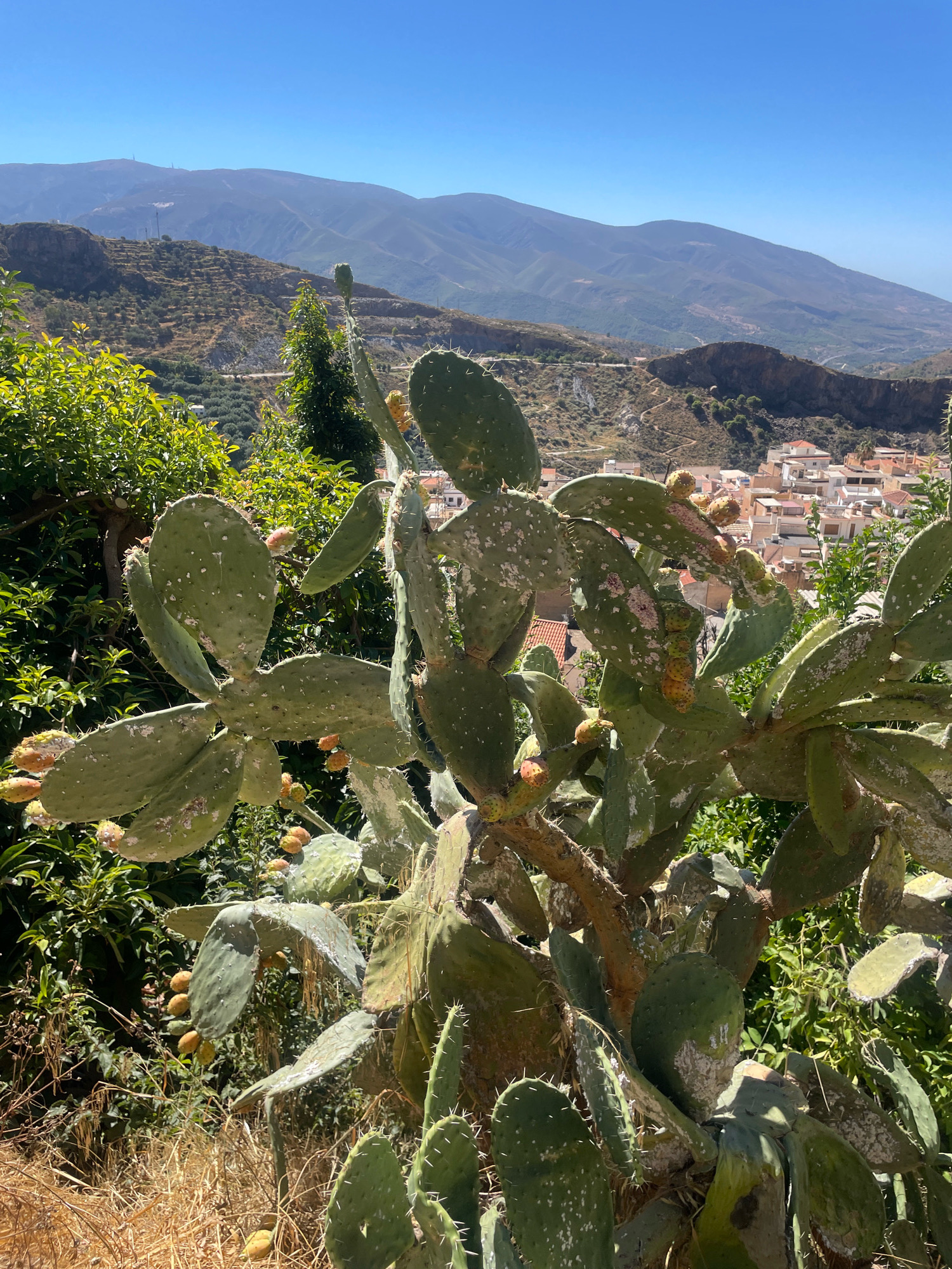 A medium shot captures a prickly pear cactus in the foreground, its broad, paddle-like leaves dotted with white specks. Several yellow-orange fruits hang from the branches. Behind the cactus, a hillside village with white buildings and terracotta roofs nestles in a valley. The village is surrounded by terraced slopes covered in vegetation, some of which appear to be olive groves. In the background, hazy mountains rise under a clear blue sky. The scene is bathed in sunlight, casting distinct shadows. The location is identified as Lanjarón, Spain.