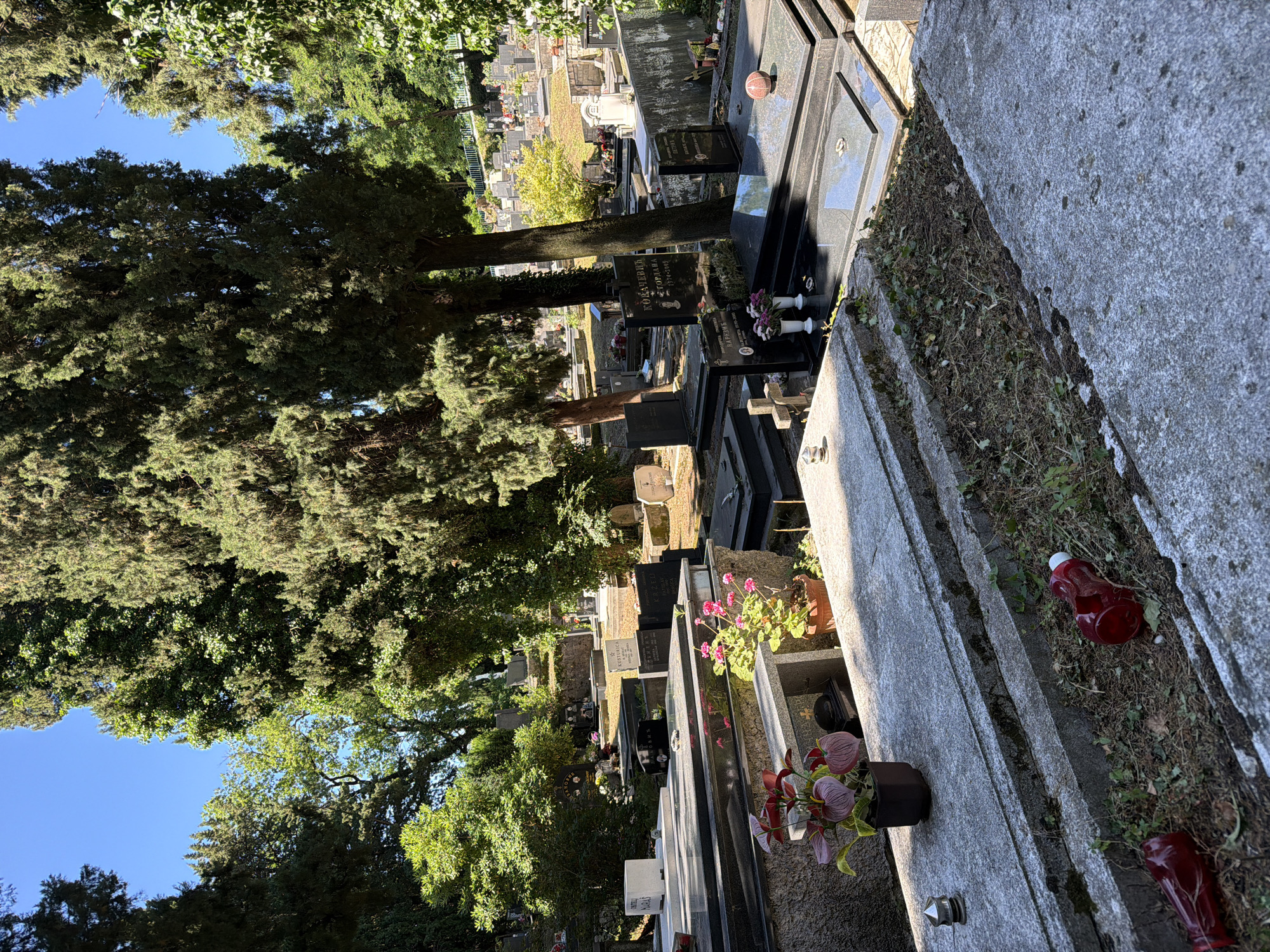 The image depicts a section of a cemetery, likely in Herceg Novi, Montenegro, due to the region's architectural and botanical characteristics. The tombstones, made of dark stone, are arranged in rows and vary in size and style, indicating different time periods. There are trees with dense foliage that provide shade, obscuring the sky. A few artificial flowers and red plastic candles are placed on the tombstones as offerings or decorations. The ground around the tombstones is covered with grass and some small weeds. The overall impression is one of solemnity and respect.