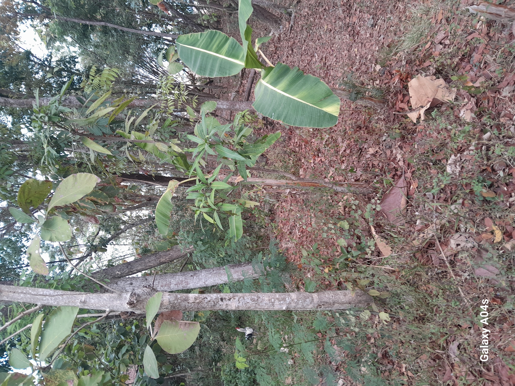 The image shows a rooster in a forest with fallen leaves on the ground. The rooster is in the lower left quadrant of the image, facing left. It is mostly white with some black and red feathers. The forest is dense with trees and vegetation. The ground is covered in a thick layer of fallen leaves, suggesting it is autumn or a dry season. The lighting in the image is natural, with sunlight filtering through the trees, creating dappled shadows. The overall atmosphere is one of a natural, undisturbed environment. There are no people visible in the image. The text "Galaxy A04s" is in the bottom left corner, indicating the device used to capture the photo. The location is Pilangpayung, Indonesia.