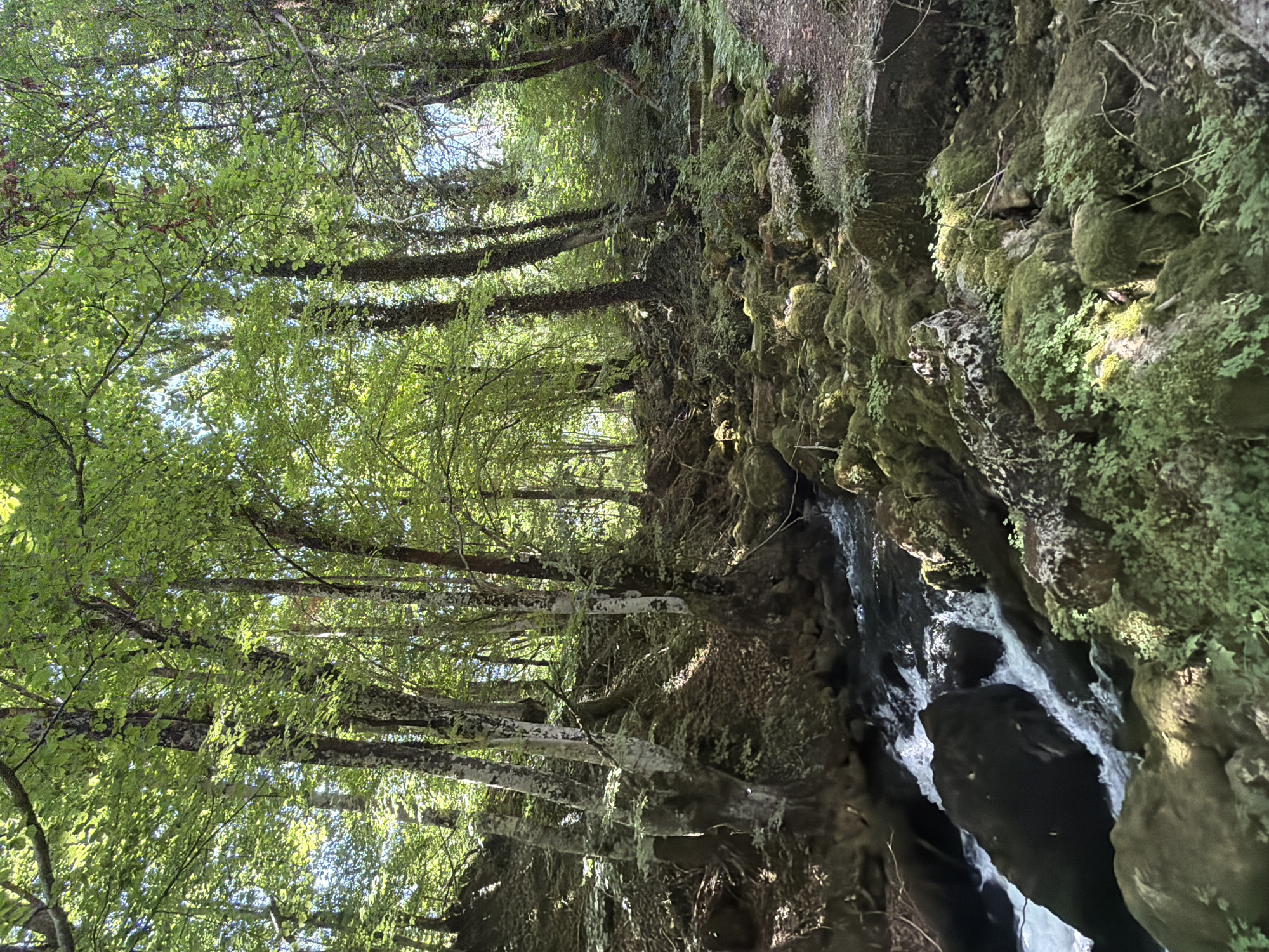 This is a photograph of a forest scene in Bistrica, Montenegro, featuring a small, fast-flowing river or stream cascading over moss-covered rocks. The water is white and foamy in places, indicating its rapid movement. The surrounding environment is densely wooded, with tall trees that have light-colored bark and are covered in lush green foliage. Sunlight filters through the canopy, creating dappled light on the forest floor and the water. The ground is uneven, with numerous rocks of various sizes, many of which are covered in green moss and smaller plants. Some trees appear to be growing on steep inclines, with exposed roots. In the upper right portion of the image, a dirt path or trail can be seen winding its way up the slope, with some stone steps incorporated into its design. There are no people or animals visible in the image. The overall impression is one of a wild, natural, and serene forest landscape.