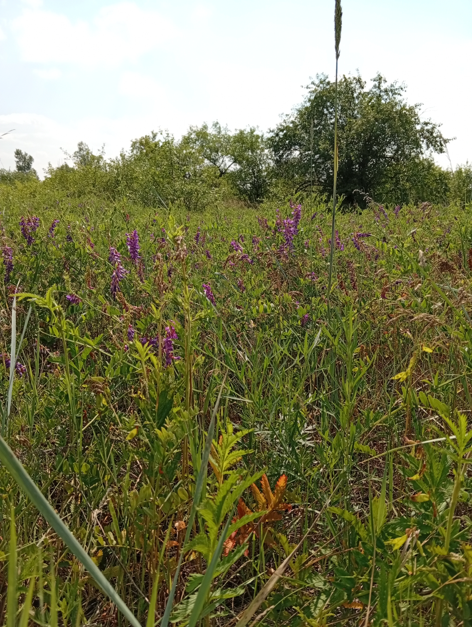 This is a medium shot, outdoor, eye-level, full-color, natural light photograph of a meadow filled with green grass and purple wildflowers. The field is dense with vegetation, with the purple flowers appearing in clusters throughout the foreground and mid-ground. In the background, a line of trees forms the horizon, with a larger, fuller tree to the right of center. The sky is a bright, clear blue with a few wispy white clouds. The image appears to have been taken on a sunny day. The location is identified as a meadow in Minusinsk, Russia. There are no people or animals visible in the image.