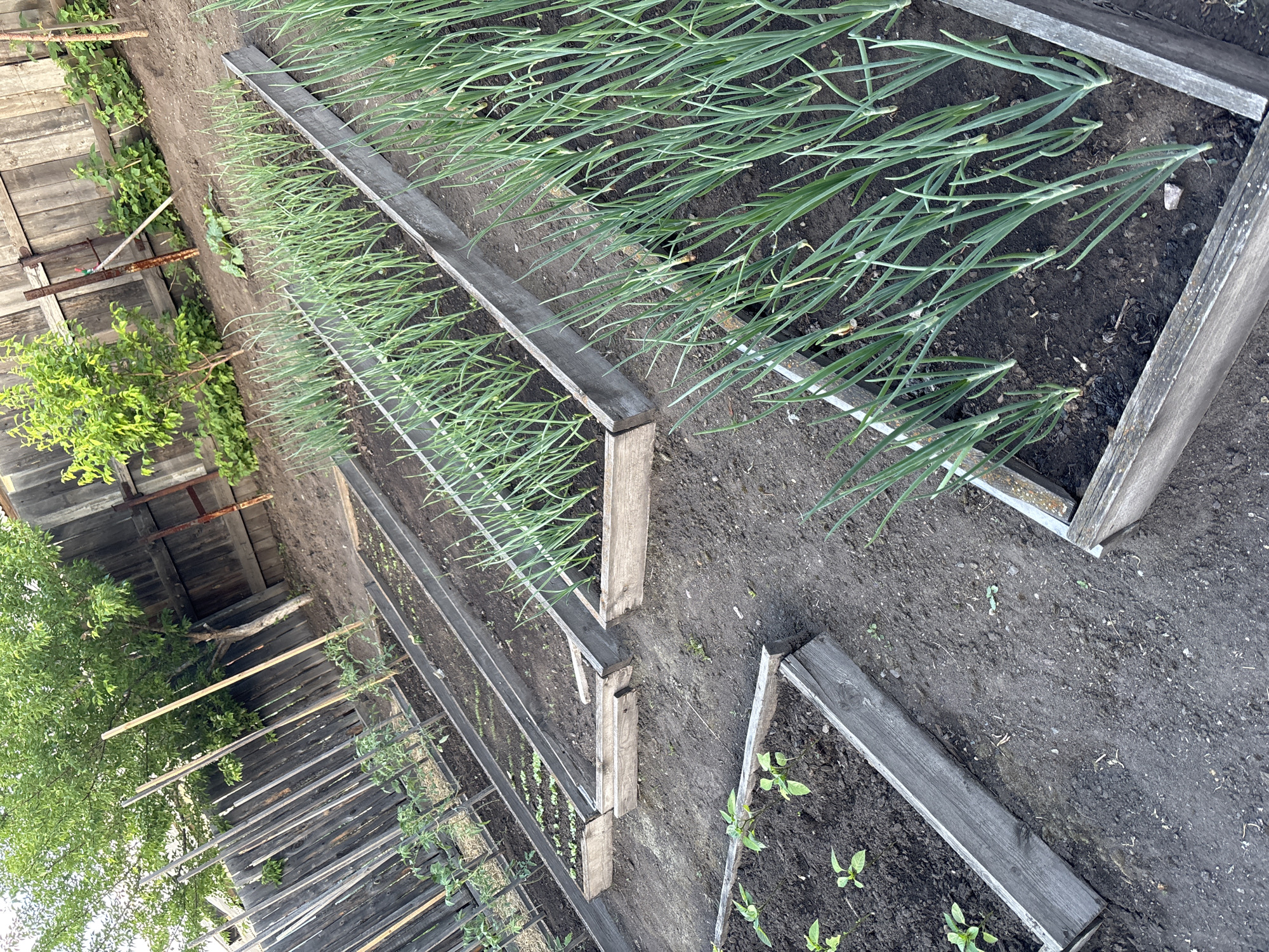 This image depicts a vegetable garden in Chernogorsk, Russia, characterized by raised wooden beds filled with various crops. In the foreground, a raised bed contains young pepper plants, identifiable by their green leaves and compact growth. To the right and further back, two more raised beds are densely populated with rows of green onions, their long, slender stalks reaching upwards. In the background, another raised bed holds rows of smaller, leafy greens, possibly lettuce or spinach, with tomato plants supported by wooden stakes visible behind it. The garden is bordered by a weathered wooden fence, and a tree with green foliage stands near the fence. The ground surrounding the beds is dark, loose soil. The scene suggests an active and productive garden, likely in late spring or early summer given the growth stages of the plants.