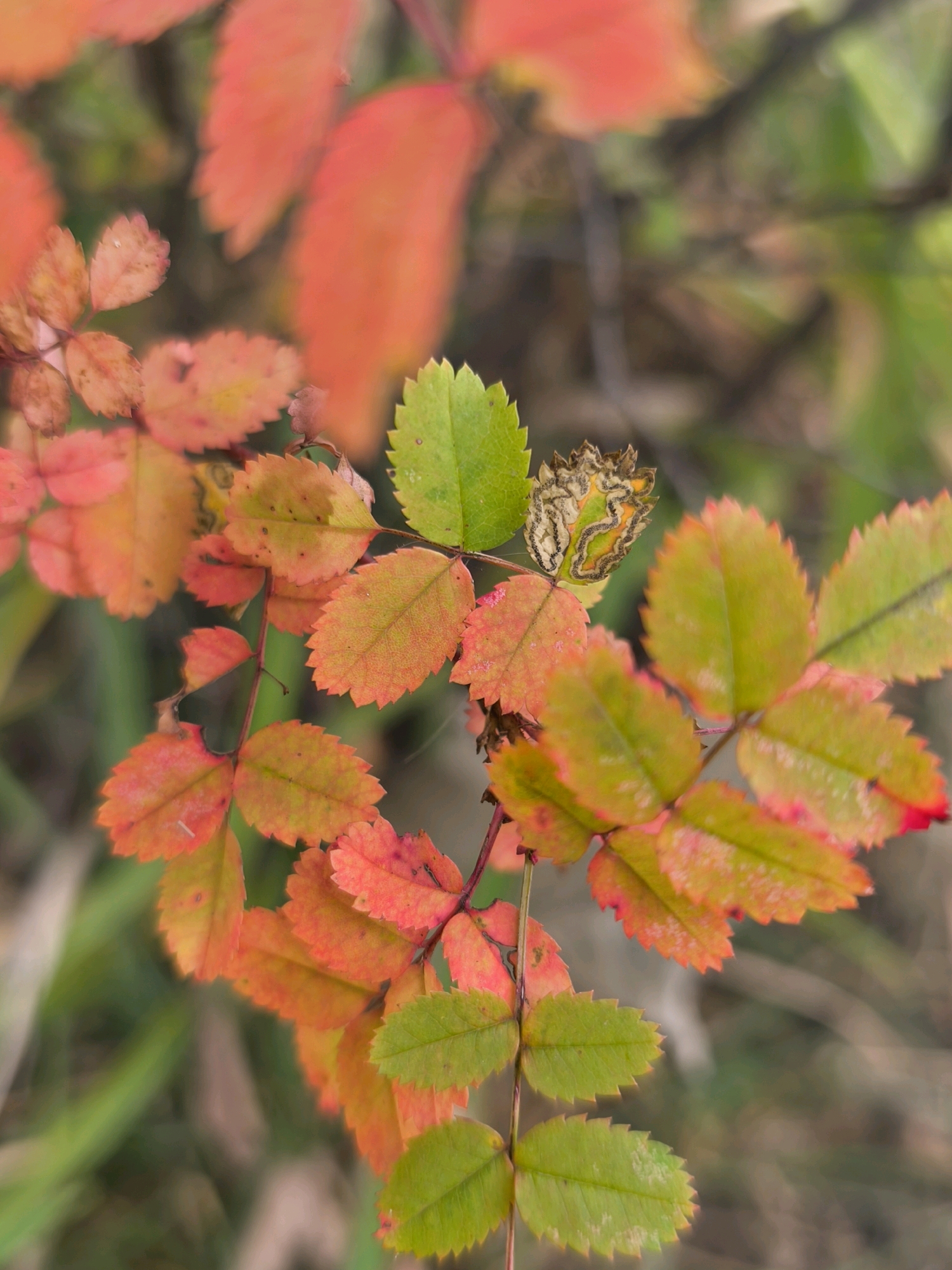 A close-up, shallow depth-of-field shot captures a branch of a plant adorned with serrated leaves transitioning from green to vibrant shades of orange and red, indicative of autumn foliage. The leaves are arranged in pairs along a thin stem. One of the leaves, located towards the upper center of the frame, exhibits an unusual, intricate pattern resembling a caterpillar's cocoon or a mummified insect. The background consists of blurred green and brown foliage, suggesting an outdoor natural setting. The image does not contain any discernible urban elements or specific landmarks of Mahilyow, Belarus. There are no people, animals, or actions depicted.