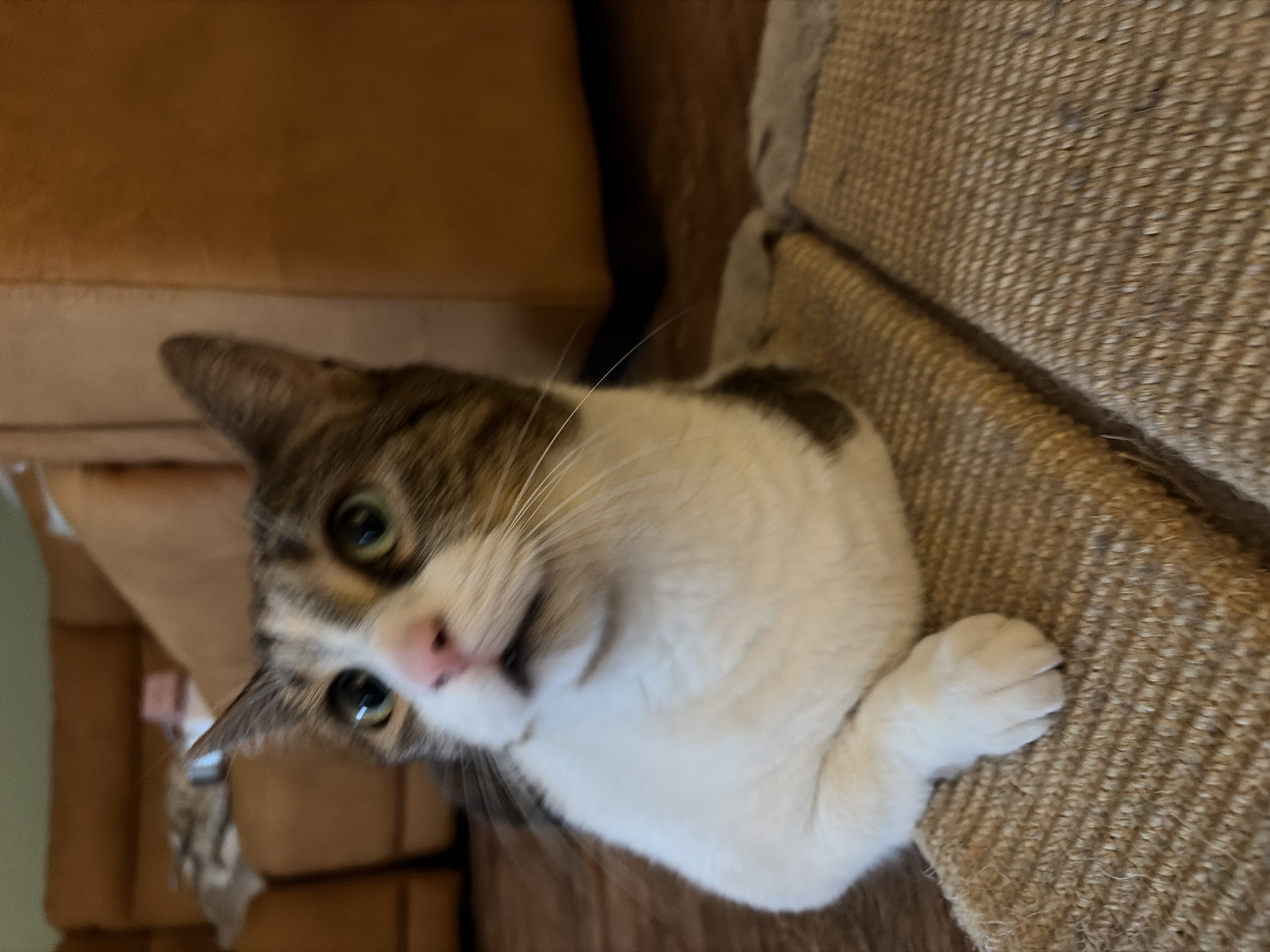 A close-up, slightly blurred, medium shot captures a tabby and white cat reclining on a coarse, brown scratching mat. The cat is positioned with its front paws resting on the mat, its body partially visible. Its head is turned upwards and to the left, revealing its face with large, green eyes, a pink nose, and white whiskers. The cat's fur displays a mix of grey tabby stripes and white patches on its chest and face. In the background, the scene is out of focus, showing hints of a brown sofa and a wooden floor, suggesting an indoor domestic setting. The lighting is warm and ambient. The exact location within "Unknown, Unknown" is not discernible from the visual information provided.