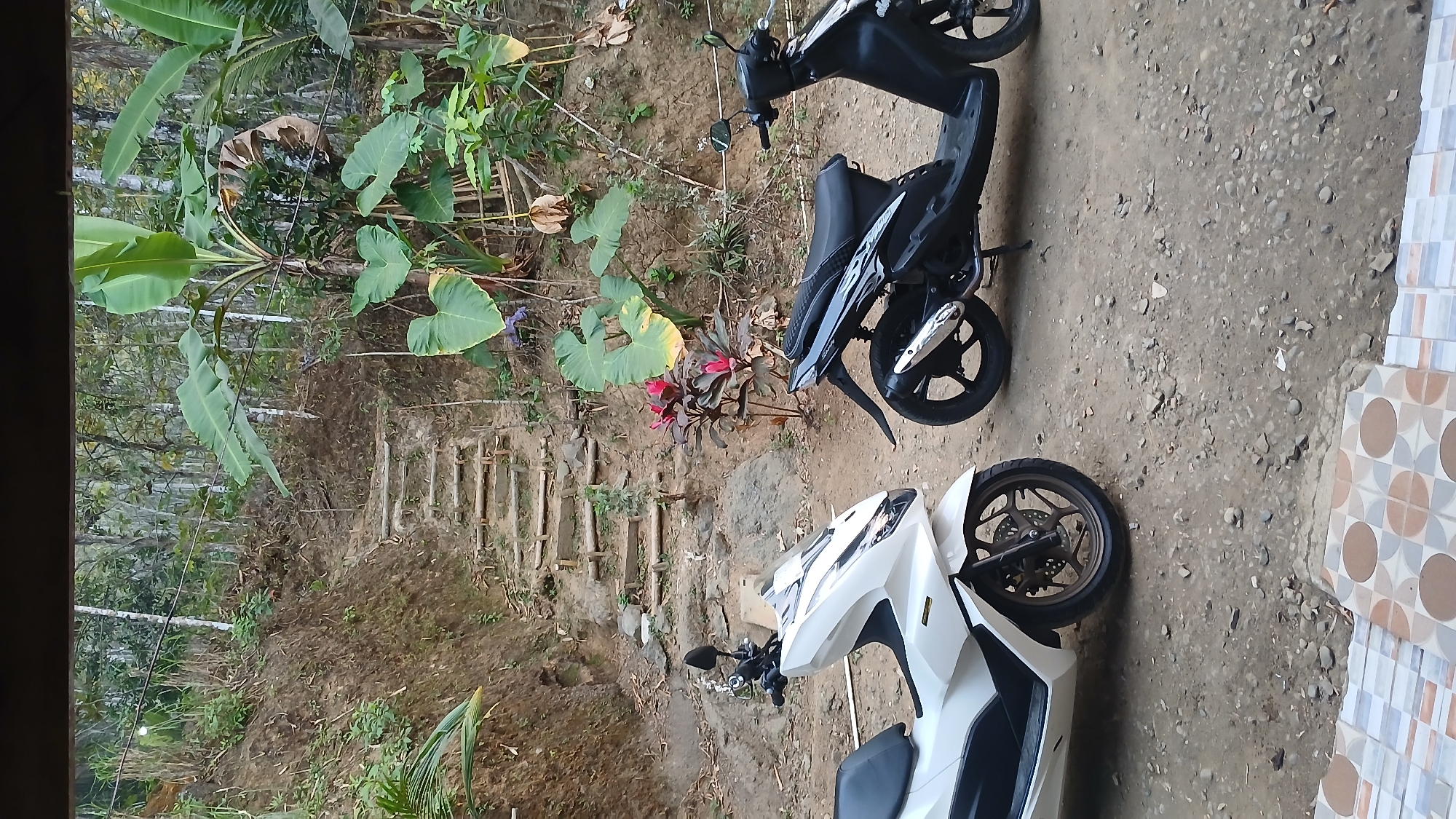 A white scooter and a black scooter are parked side-by-side on a dirt path in a rural area. Behind the scooters, a dirt path leads uphill, with rough-hewn wooden steps embedded into the slope. Lush green vegetation, including large-leafed plants and trees, flanks the path and covers the hillside. A few smaller plants with red leaves are visible near the base of the stairs. The ground is uneven and covered with small stones and dirt. The scene appears to be in a natural, undeveloped setting. The overall impression is one of a quiet, possibly remote, outdoor location.