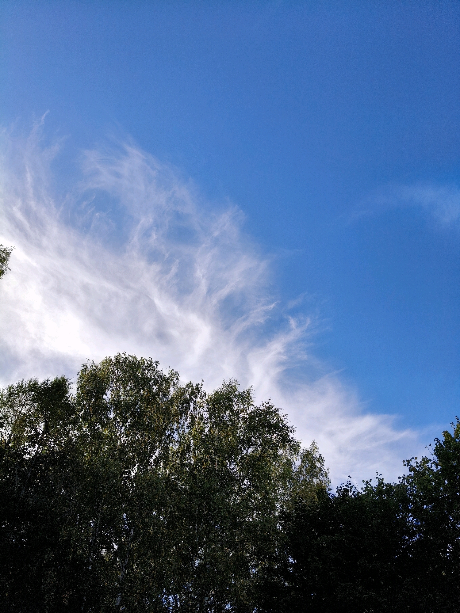 This image depicts a view of the sky and the tops of trees, likely in Naro-Fominsk, Russia. The sky is a clear, vibrant blue with wispy, white cirrus clouds stretched across it in feathery patterns. The lower portion of the image is dominated by the dense, dark green foliage of a line of trees. The trees appear to be deciduous, with varying textures and densities of leaves visible. The lighting suggests it is daytime, with the sun likely positioned above and to the right of the frame, casting a slight shadow on the underside of some of the clouds. No people or structures are visible.