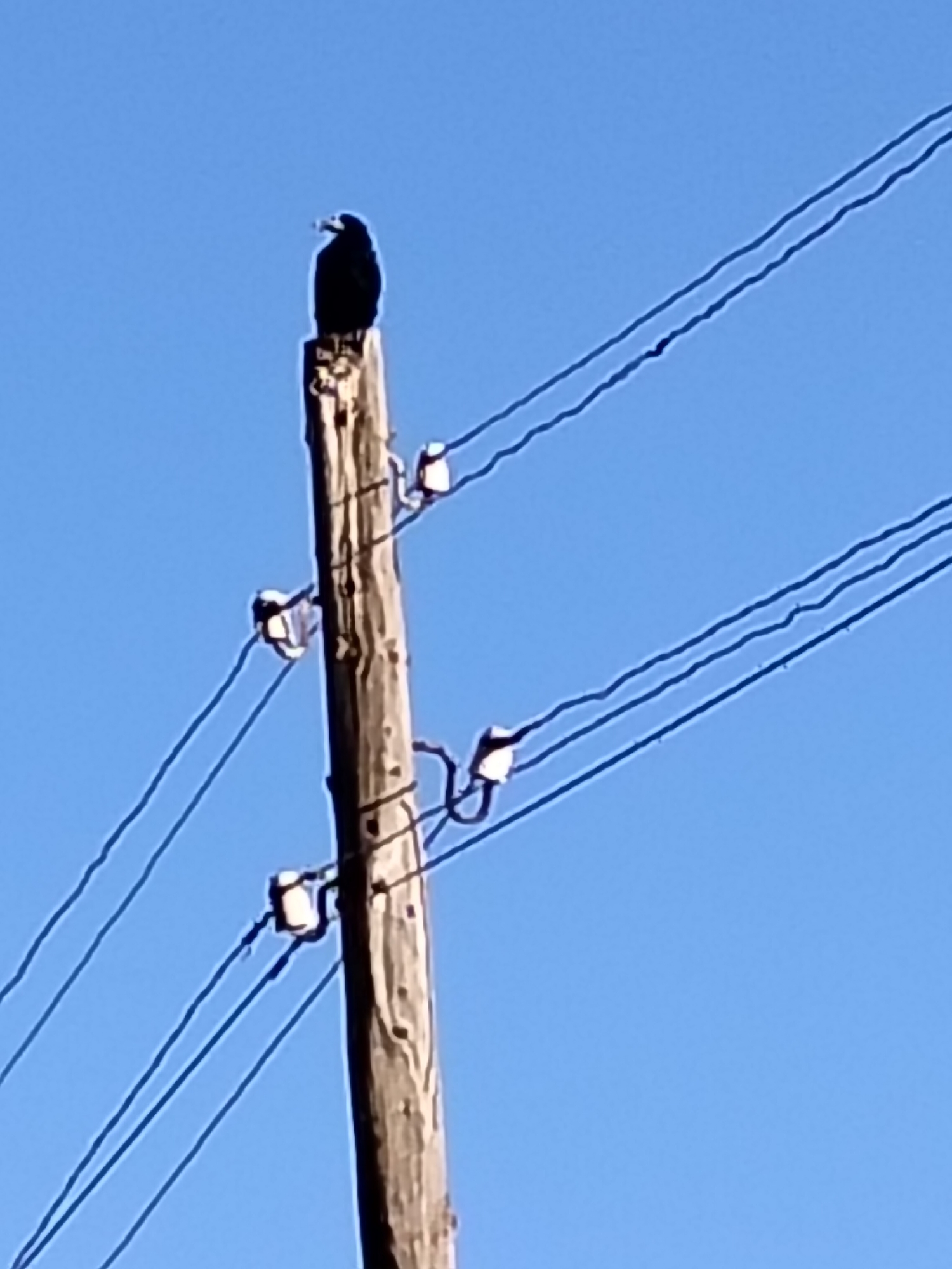 A bird, likely a crow or raven due to its dark plumage and shape, perches on top of a wooden utility pole. The pole is weathered and shows signs of age. Several wires, likely for electricity or telecommunications, are strung from insulators attached to the pole and extend diagonally across the frame. The bird is silhouetted against a clear, bright blue sky, indicating a sunny day. The scene is captured from below, looking up at the pole and the bird. There are no people visible in the image. The setting appears to be outdoors, with the utility pole serving as a prominent man-made structure in an open area. The time of day is likely daytime, given the bright sky. There are no visible text elements in the image.