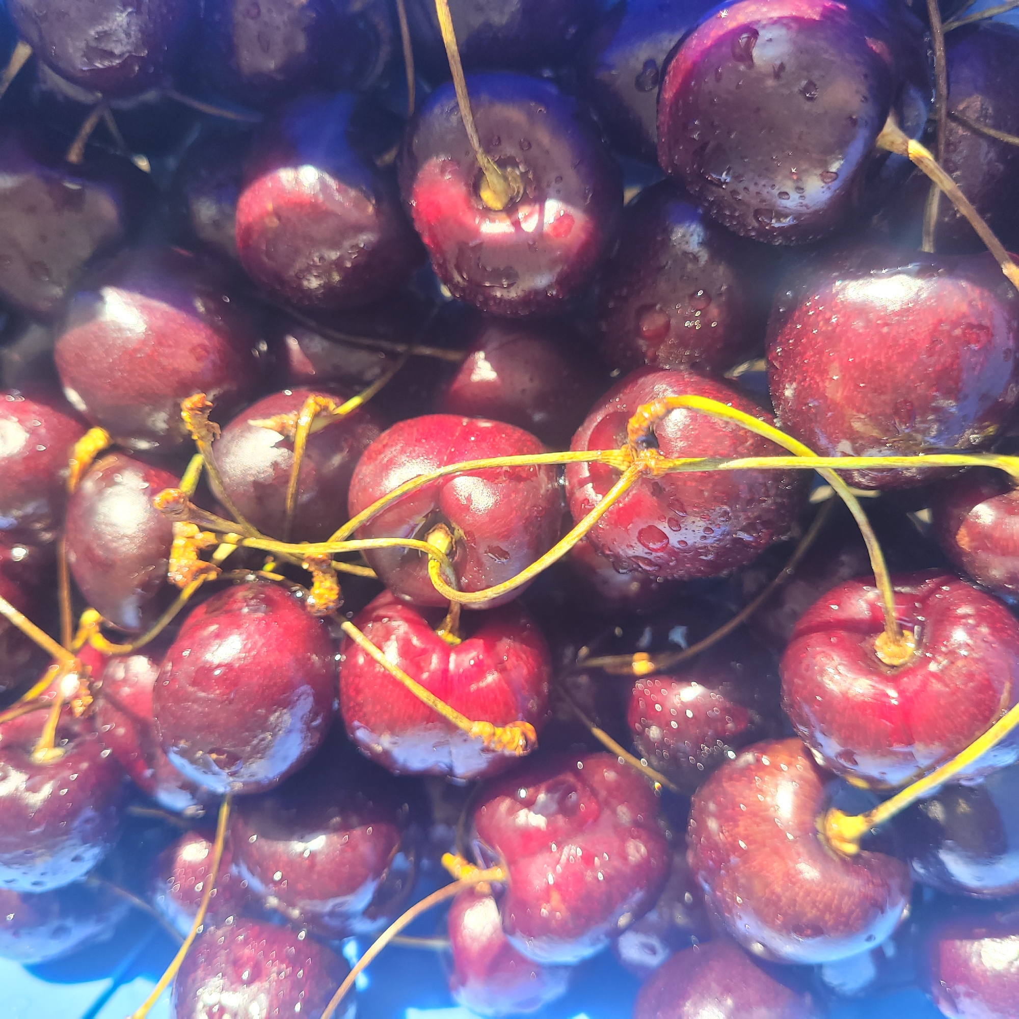 A close-up, overhead shot shows a pile of dark red cherries, some with visible water droplets, indicating they may have been recently washed. The cherries are nestled closely together, with their stems creating a tangled pattern over the fruit. The lighting casts bright highlights on the smooth, glossy surfaces of the cherries, with deep shadows creating a sense of depth. The background is a blurred, vibrant blue, suggesting the cherries might be in a blue container or against a blue surface. The image does not contain any people or indicate a specific location in Jūrmala, Latvia.