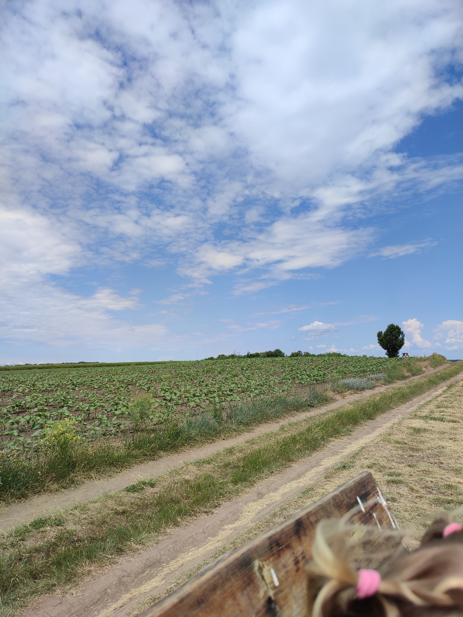 A dirt road traverses a landscape in Ustyvytsia, Ukraine, under a sky filled with scattered white clouds against a bright blue backdrop. The road is bordered by a field of young, green plants on the left and dry, grassy terrain on the right. In the distance, a solitary, dark green tree stands on the horizon, positioned to the right of the field. The foreground of the image is occupied by a wooden structure, with the blurry ends of blonde hair tied with pink bands visible, suggesting a person is seated on or behind it, looking out at the scene. The overall impression is one of rural tranquility on a clear day.