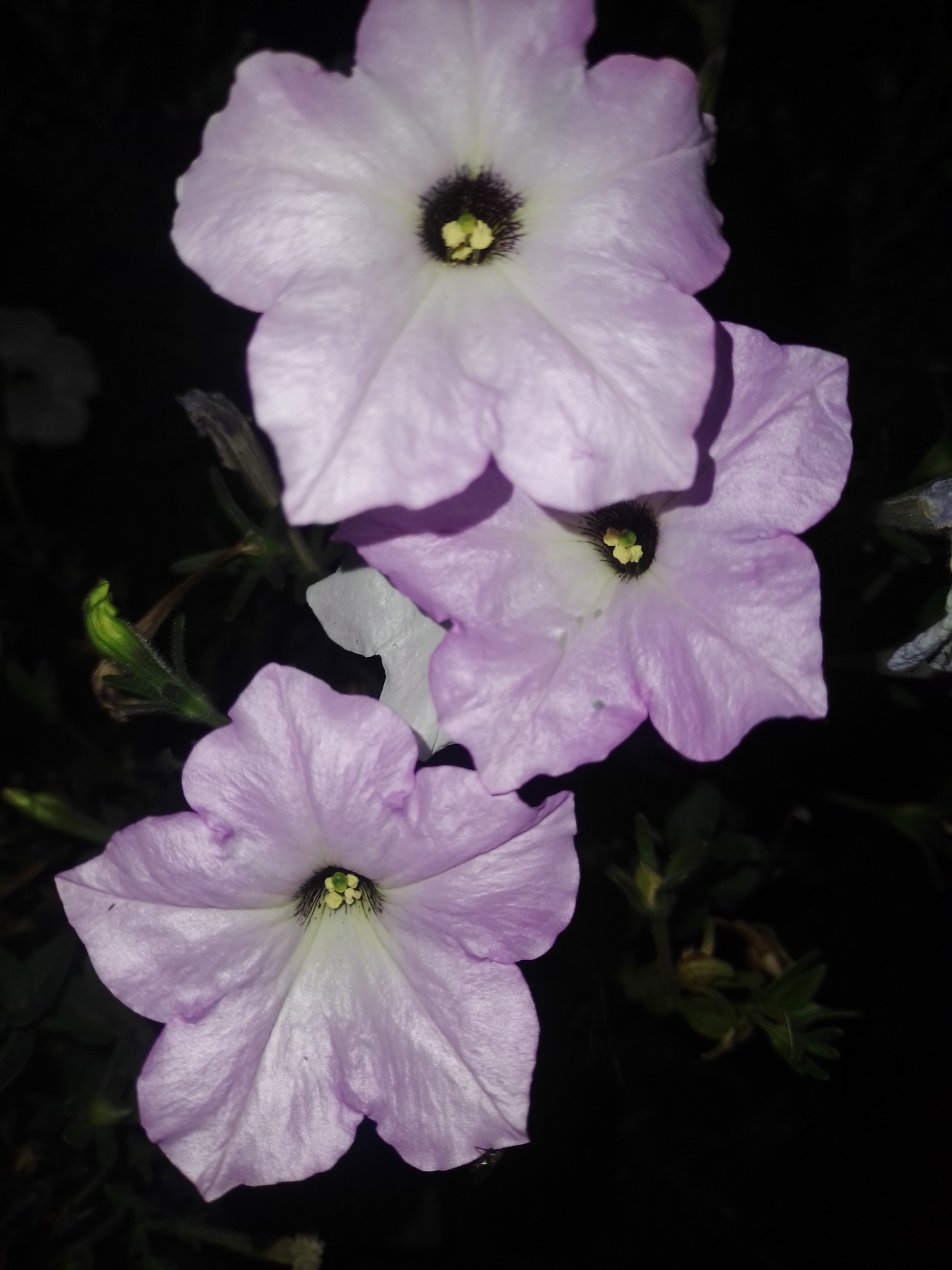 A dark, low-light photograph features three pale purple petunia flowers in bloom against a black background. The flowers are positioned in the center of the frame, with the largest flower at the top, a slightly smaller one below and to the right, and another prominent flower at the bottom. Each flower exhibits five ruffled petals that open outwards from a dark center with yellow stamen. The lighting creates a dramatic effect, casting shadows and highlighting the delicate texture of the petals. In the lower left corner, a small, fuzzy green bud is visible. The overall impression is one of natural beauty captured in a dimly lit setting. The photograph was taken in Ustyvytsia, Ukraine.