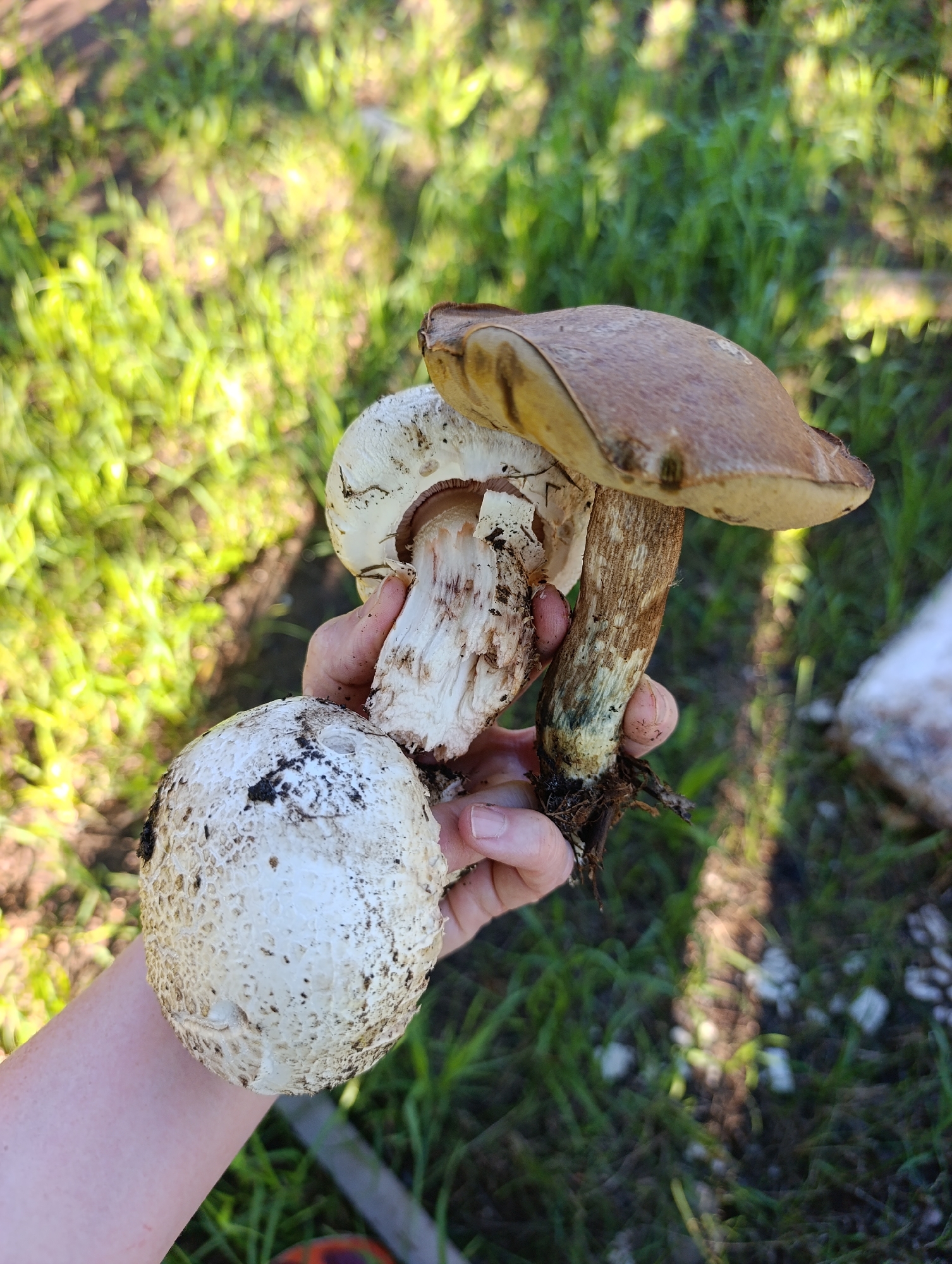 A person's hand holds three mushrooms in front of a grassy, sunlit background. Two of the mushrooms are white with textured caps and stems, one of which is partially open, revealing gills. The third mushroom has a brown, rounded cap and a thick, textured stem. The scene appears to be outdoors, possibly in a wooded area or meadow, indicated by the green grass and dappled sunlight. The presence of dirt on the mushrooms suggests they have recently been picked. The lighting and shadows indicate it is daytime, likely late morning or afternoon. No text is visible in the image.