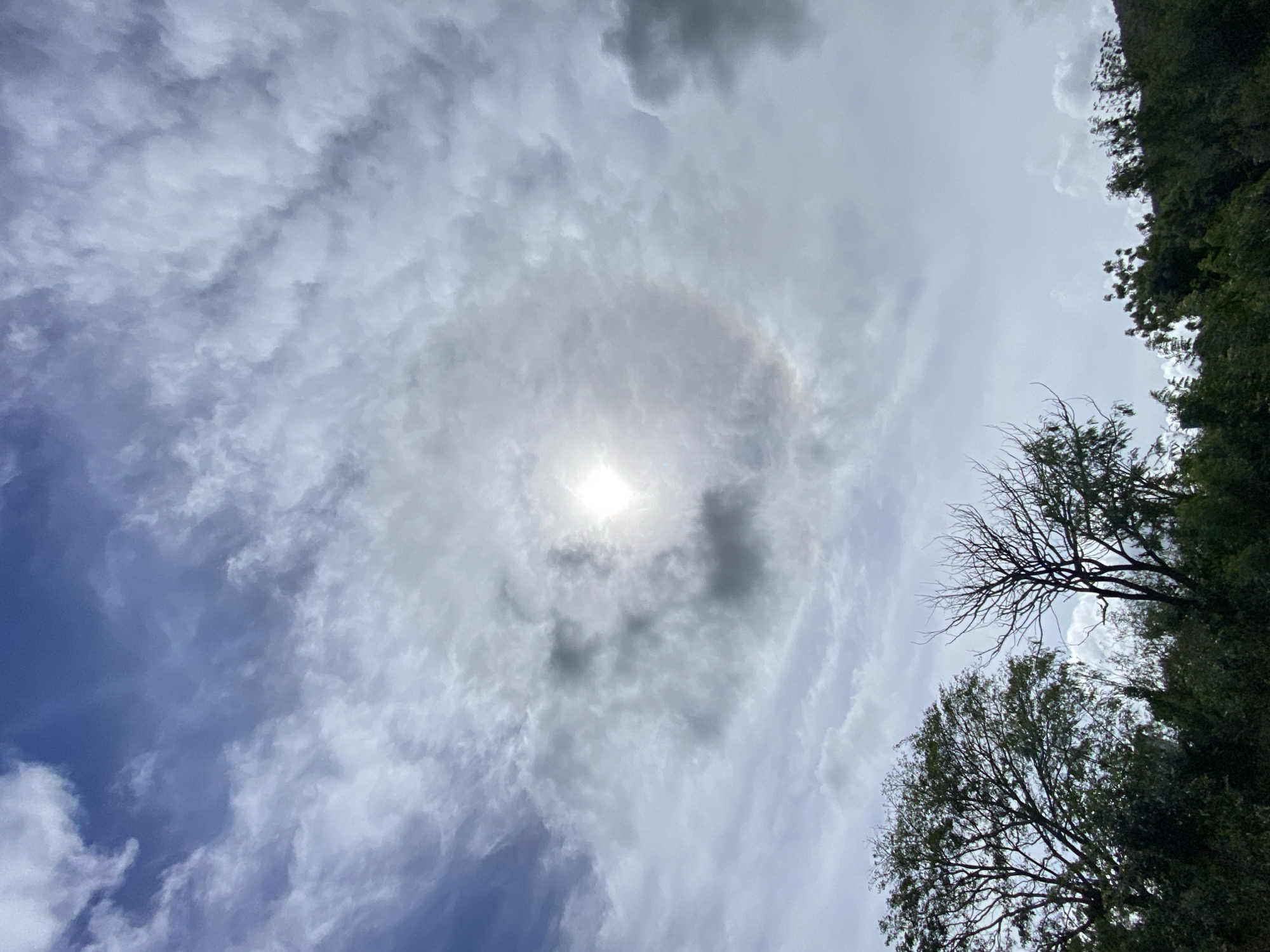 The scene depicts an outdoor environment in Juan Griego, Venezuela, under a daytime sky. The majority of the frame, approximately 75%, is occupied by the sky, characterized by a mix of stratocumulus and cirrocumulus clouds. A bright, central solar disc is visible in the upper-middle section, enveloped by a distinct 22-degree solar halo, which appears as a luminous, circular band of light. Patches of clear blue sky are present, primarily in the upper left quadrant. The remaining approximately 25% of the frame, across the bottom, consists of terrestrial vegetation. A dense line of green-leafed trees and bushes forms the immediate foreground. Prominently featured are a large, full-leafed tree on the left and a bare, deciduous tree with dark, intricate branches towards the center-right of the lower vegetation band. Further to the right, a verdant hillside or elevated land mass is discernible, covered in additional green foliage. No individuals, man-made structures (apart from implied distant terrain), or active subjects are present.