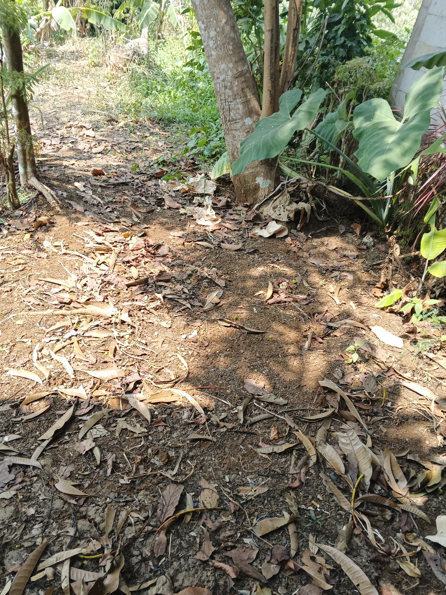 The image depicts a ground-level view of a path covered in dry leaves and dirt. The path is lined with trees and lush green foliage, including large, elephant-ear-like leaves. Sunlight casts dappled shadows on the ground. The environment appears natural and possibly rural, consistent with an area like Warungkiara, Indonesia. No people or specific actions are visible in the image.