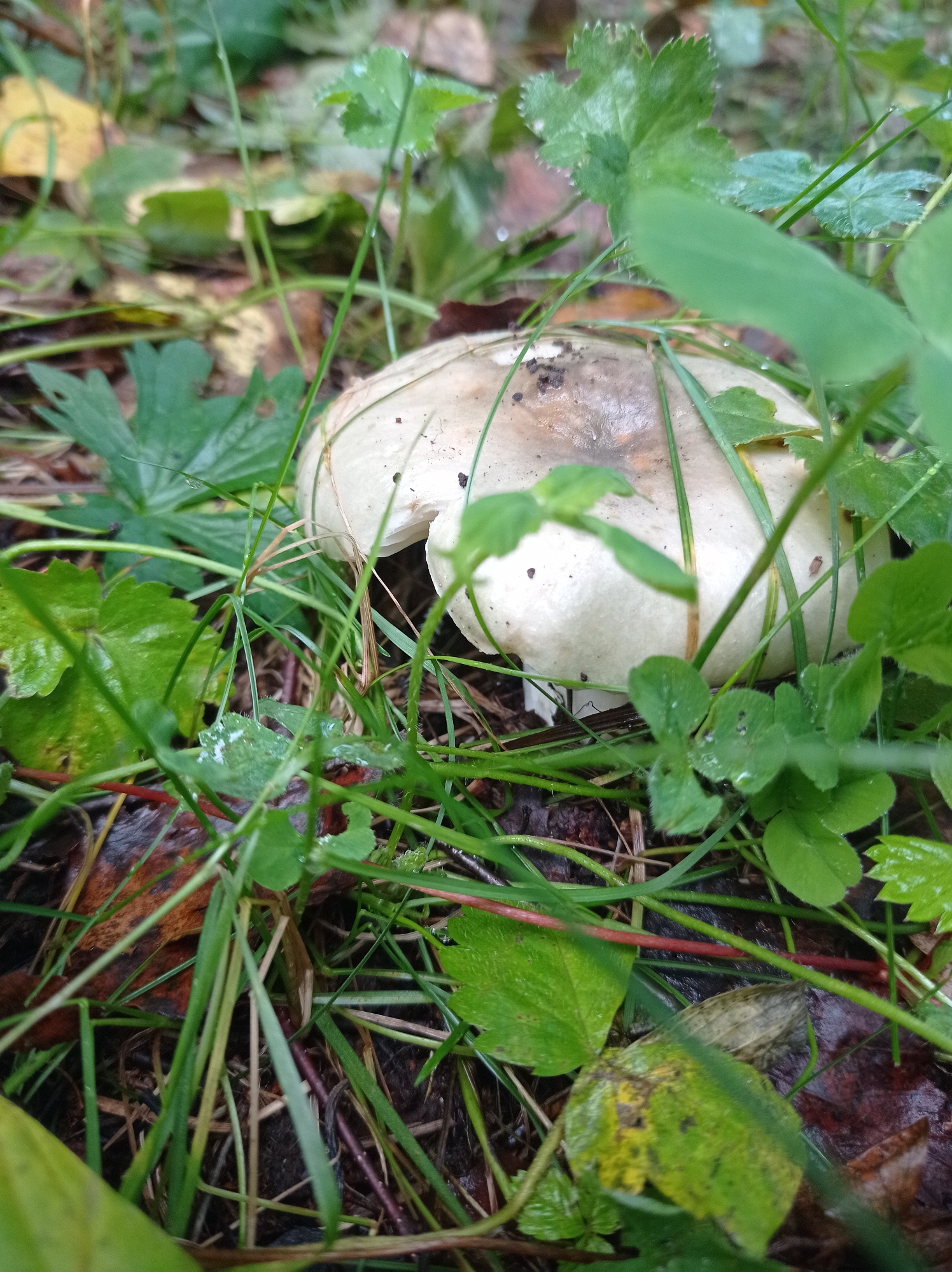 A close-up, eye-level shot shows a single mushroom partially obscured by lush green grass and clover leaves. The mushroom's cap is pale and rounded, with some brown markings and a slightly glossy texture. It is nestled amongst damp forest floor debris, including fallen leaves and twigs. The overall impression is that of a natural, woodland setting, likely in or around the city of Degtyarsk, Russia, given the context. The lighting is soft and diffused, suggesting an overcast day or shaded area.