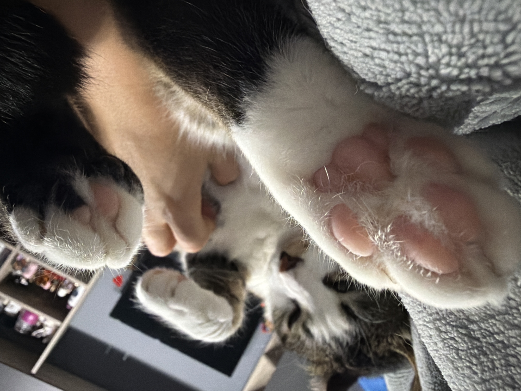 In Burgas, Bulgaria, a close-up shot captures a domestic cat lying on its back, paws extended towards the viewer. The cat's fur is a mix of white and dark brown tabby markings. Its front paws, particularly the one on the left, are prominently featured, showing soft pink paw pads with visible fur. A human hand is visible interacting with the cat, gently holding or stroking its belly. In the background, a blurred bookshelf filled with various items is partially visible, suggesting an indoor setting, possibly a home. The lighting is soft, contributing to the relaxed and intimate mood of the scene.