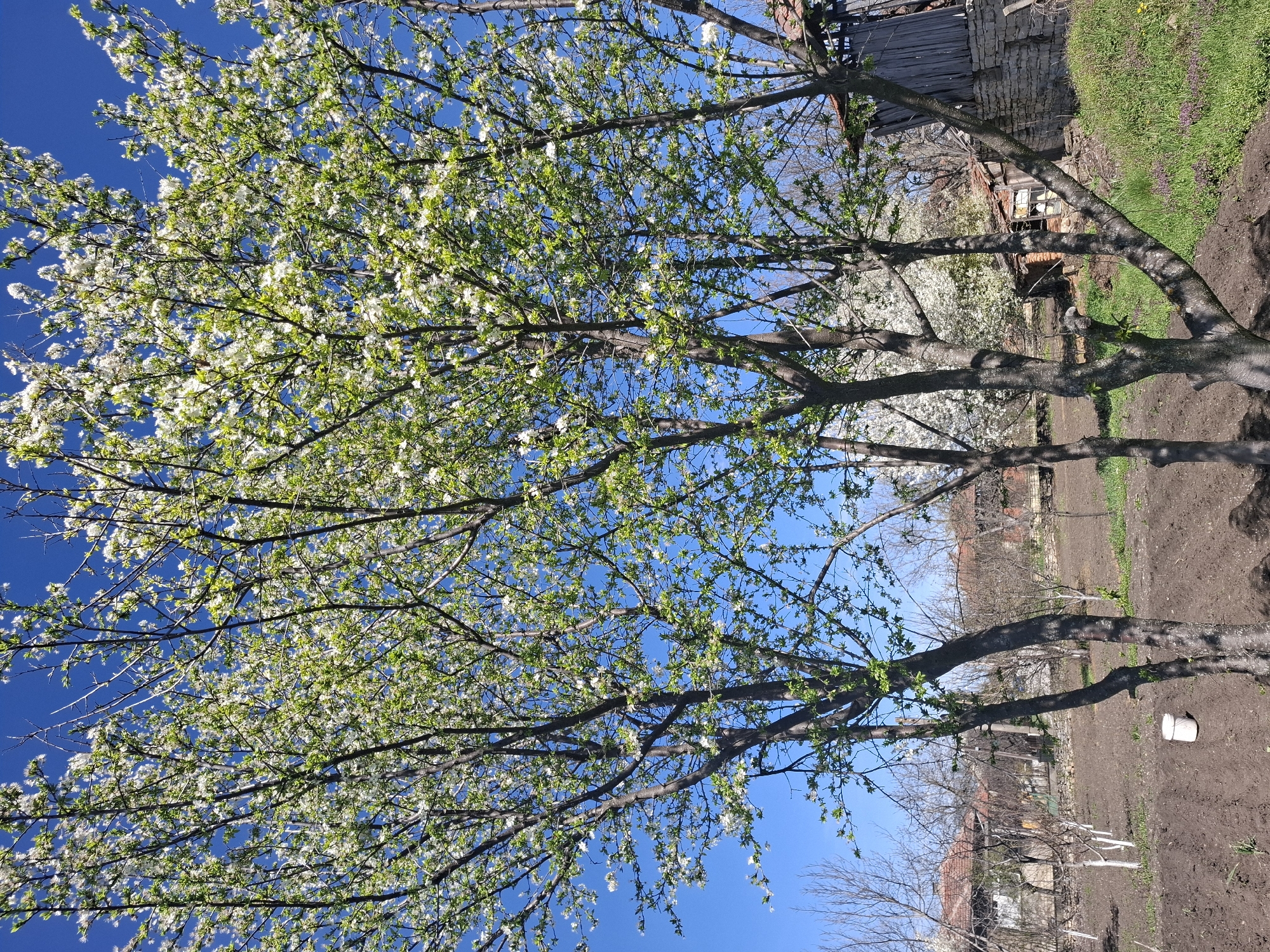 The image shows a view looking up into the branches of a tree in full bloom, with white flowers and emerging green leaves against a clear blue sky. The tree is located in Gramada, Bulgaria, and the landscape includes tilled soil, grass, and various buildings including a stone and brick structure and other houses with red-tiled roofs in the background.