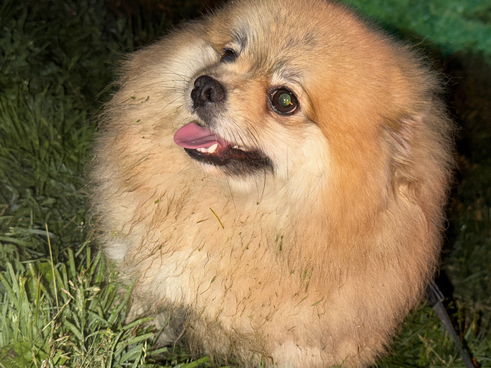 A close-up, high-angle shot features a fluffy, light brown and orange Pomeranian dog in a grassy outdoor setting, likely at night in Rusalevka, Russia. The dog is looking upwards and slightly to the right, with its mouth open and a pink tongue partially extended, suggesting it is panting, happy, or attentive. Its fur, particularly on its chest and lower body, is speckled with small pieces of green grass, indicating recent play or activity in the lawn.
The dog has dark, expressive eyes, with a prominent green reflection visible in its left eye (viewer's right), likely caused by a flash or direct light source illuminating the scene against the dark background. The background and foreground are dominated by dark green grass, consistent with an outdoor environment under low light. A dark strap, possibly a leash, is faintly visible on the right side of the image, emerging from the dog's body. The dog's overall expression conveys a sense of cheerfulness and engagement. There is no visible text in the image.