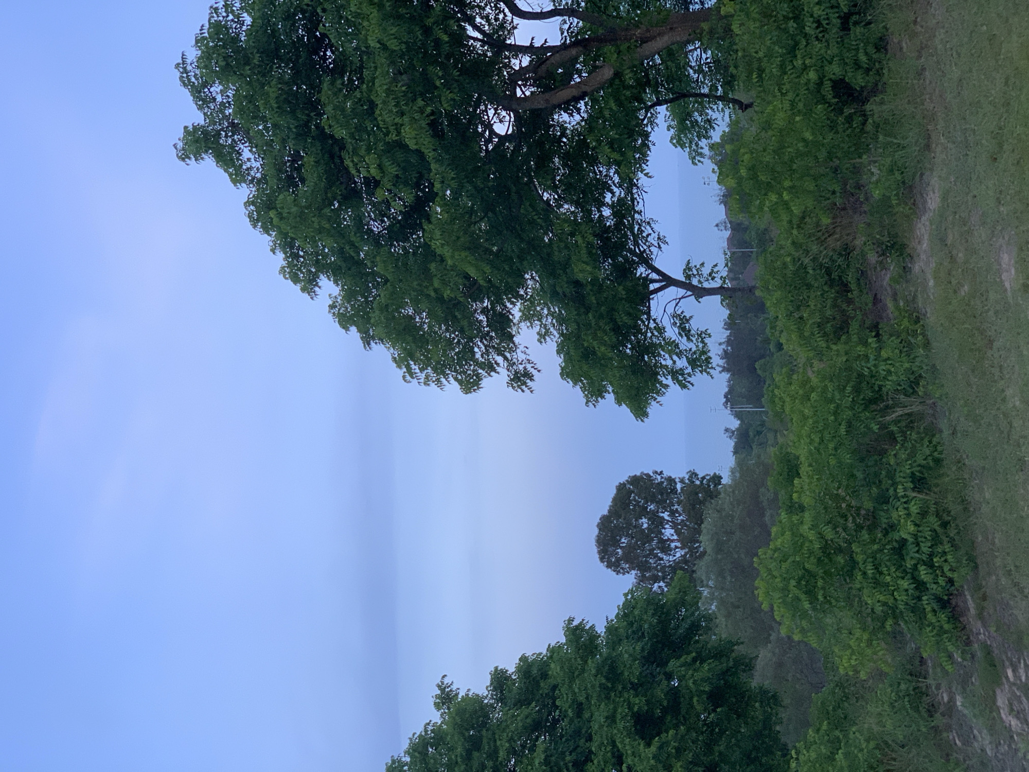 This media file captures a scenic view of trees and a sky with a subtle haze. The subjects are primarily the lush green foliage of trees, with their branches extending towards the sky. The scene suggests an outdoor setting, likely a natural landscape.
The activity appears to be passive observation of nature, with no specific actions or events clearly depicted. The notable details include a soft, hazy sky, suggesting either early morning or late evening light, or possibly a slightly overcast or humid day. The presence of a vast expanse of blue sky suggests an open area, possibly near a body of water or in a park-like setting. The density of the trees indicates a time of year with healthy vegetation, likely spring or summer.
There is no visible text in the image. The overall mood conveyed is tranquil and serene, emphasizing the natural beauty of the environment. The location context of Phu Thuy Ward, Vietnam, provides a geographical anchor, hinting at the specific flora and atmospheric conditions typical of that region. The composition, with the trees dominating the foreground and midground, draws the viewer's attention to the verdant growth and the expansive sky. The soft lighting contributes to a peaceful and calming aesthetic.