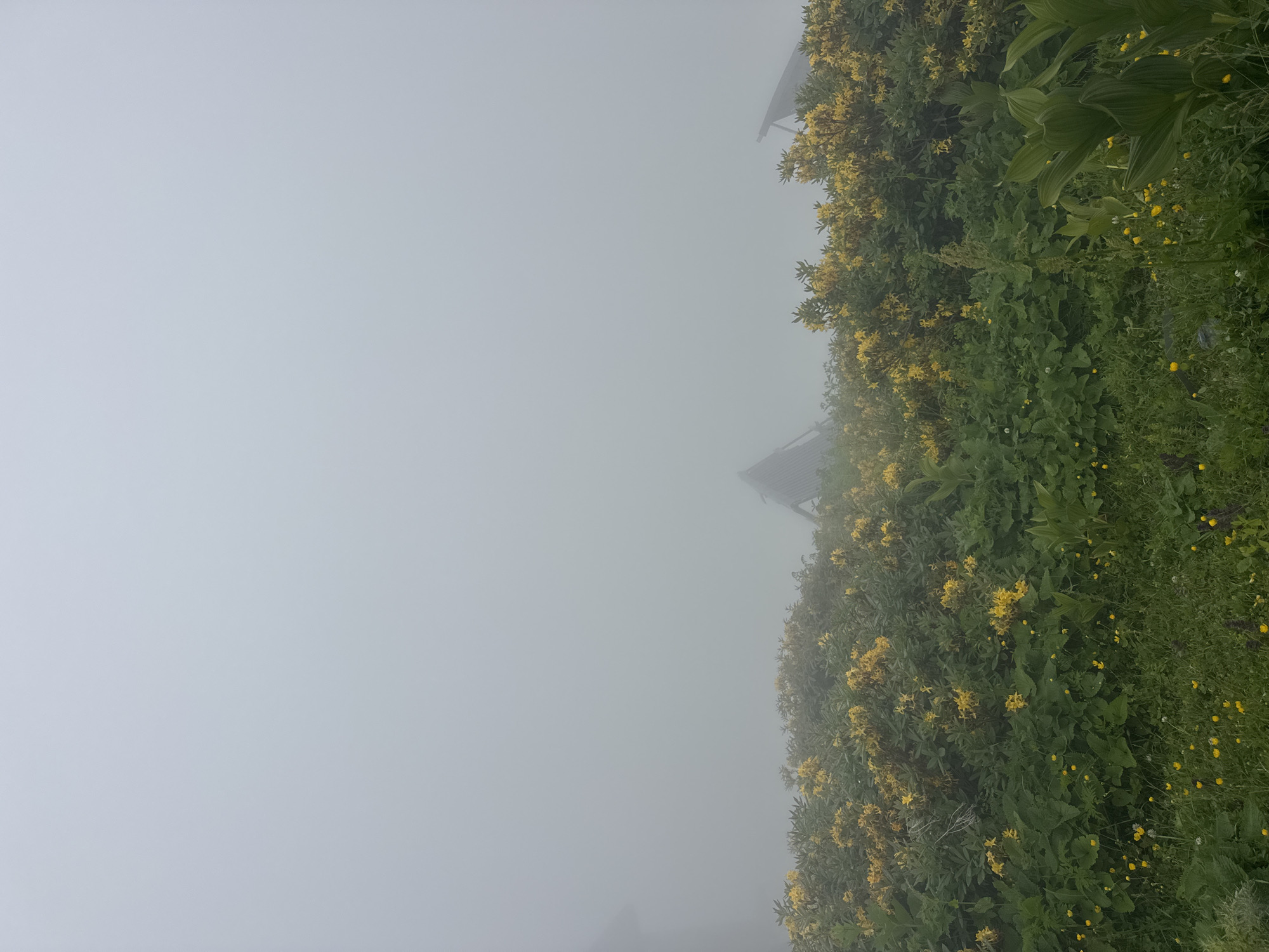 A thick fog blankets a mountainous landscape, obscuring the upper half of the image. In the foreground, lush green foliage is dotted with clusters of bright yellow flowers, suggesting a spring or summer season. The lower half of the scene is dominated by this vibrant vegetation, with patches of taller plants and smaller, yellow wildflowers growing amongst them. Peeking through the mist and behind the flora are the dark, angular shapes of two triangular rooftops, indicative of structures or buildings partially visible within the fog. The overall impression is one of a remote, natural setting shrouded in atmospheric conditions. This scene could be located in the city of Gomismta, Georgia, a region known for its mountainous terrain and natural beauty.