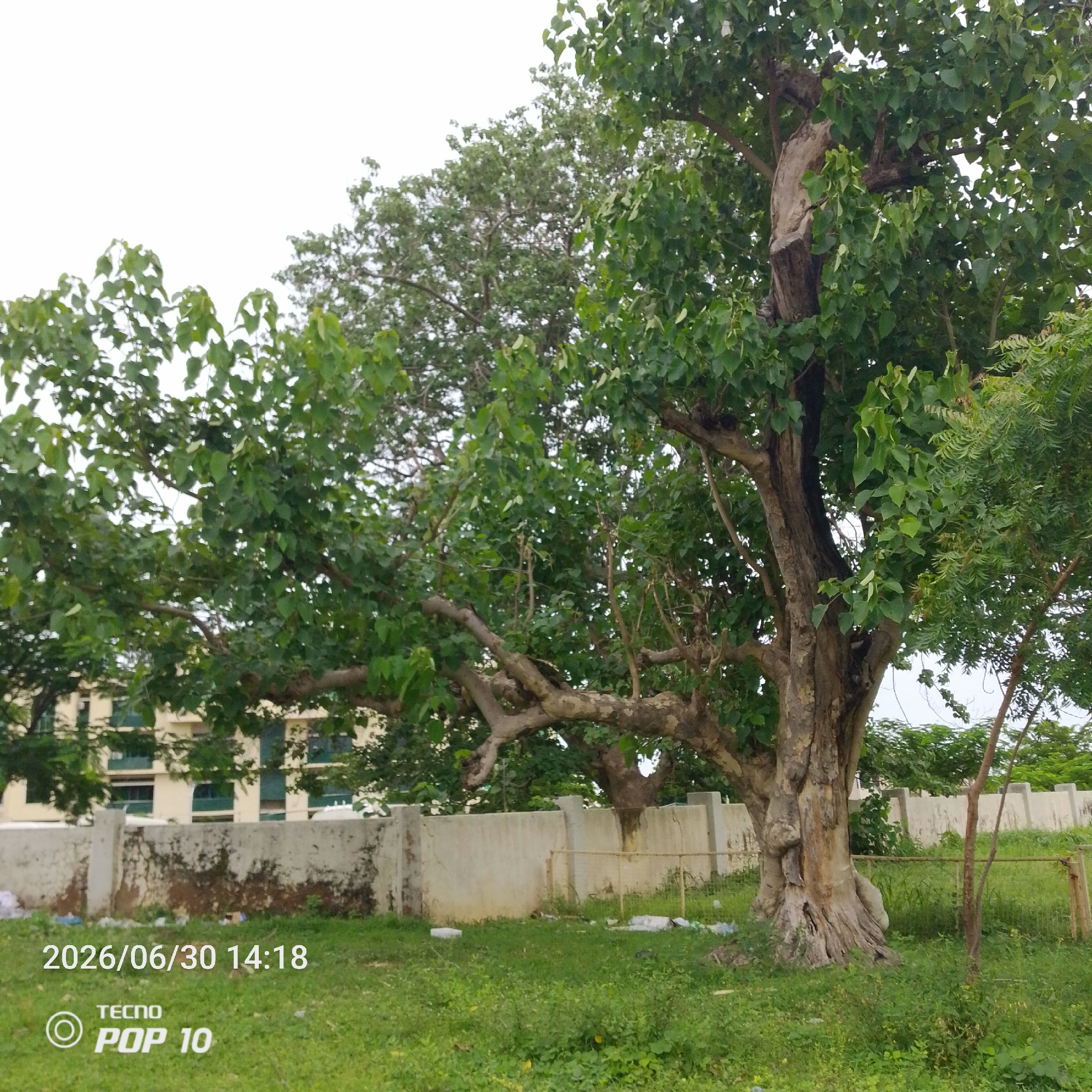 This media file depicts an outdoor scene featuring a large, old tree with a rough, textured bark and spreading branches covered in lush green leaves. The tree is the primary subject, with its substantial trunk and canopy dominating the frame. Behind the tree, a light-colored concrete wall is visible, showing signs of weathering and some discolored patches. Beyond the wall, a building with multiple windows and light-colored walls can be seen. The ground in the foreground is covered with green grass and some scattered debris.
To the lower left of the image, visible text indicates a date and time: "2026/06/30 14:18". Below this, there is a logo and text that reads "TECNO POP 10".
The scene appears to be set during the daytime, likely in the afternoon given the timestamp. The sky is overcast, suggesting cloudy weather. The presence of a large tree, a wall, and a building suggests an urban or semi-urban setting, possibly a park, a garden, or the grounds of an institution. There are no people visible in the image. The overall mood is natural and serene, with the focus on the imposing presence of the old tree. The location context provided is Jalingo, Nigeria, which places the scene within that geographical area.