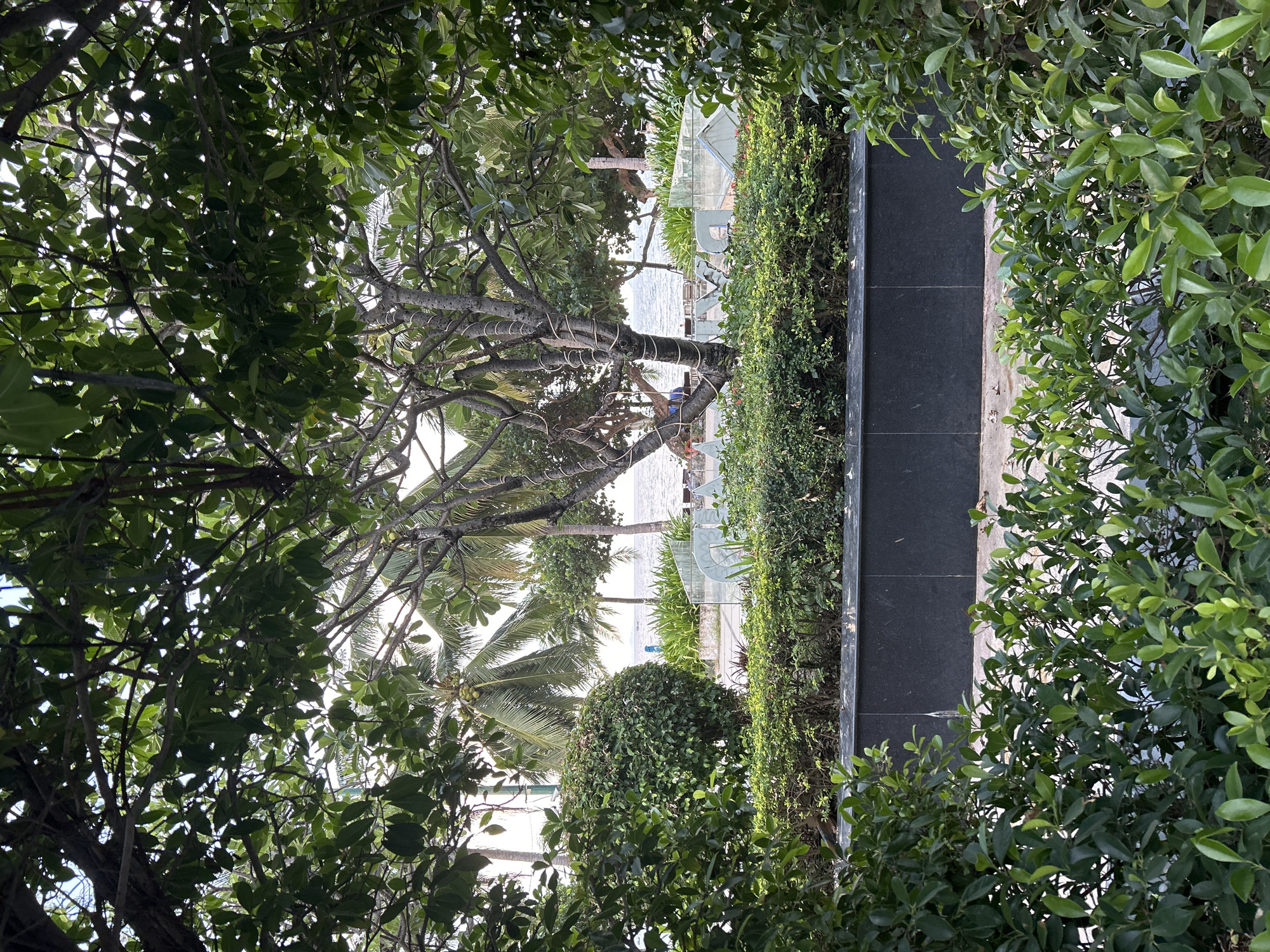 The image depicts a lush green outdoor scene with a person visible in the distance. The foreground is dominated by dense foliage, with large green leaves and branches framing the view. A paved pathway with dark grey tiles runs along the right side of the image, bordered by manicured green bushes.
Beyond the immediate greenery, a tree with a textured trunk and branches adorned with what appear to be decorative copper wires is prominent. Further in the background, palm trees suggest a tropical or subtropical environment. A glimpse of the sea or a large body of water can be seen, with a few structures, possibly part of a resort or beachside establishment, in the distance. A person is seated on a chair near the water, adding a human element to the serene landscape.
The lighting suggests it is daytime, with sunlight filtering through the leaves and illuminating parts of the scene. The overall impression is one of a tranquil, well-maintained garden area leading to a coastal view. No visible text is present in the image. The location context is Nha Trang Ward, Vietnam.