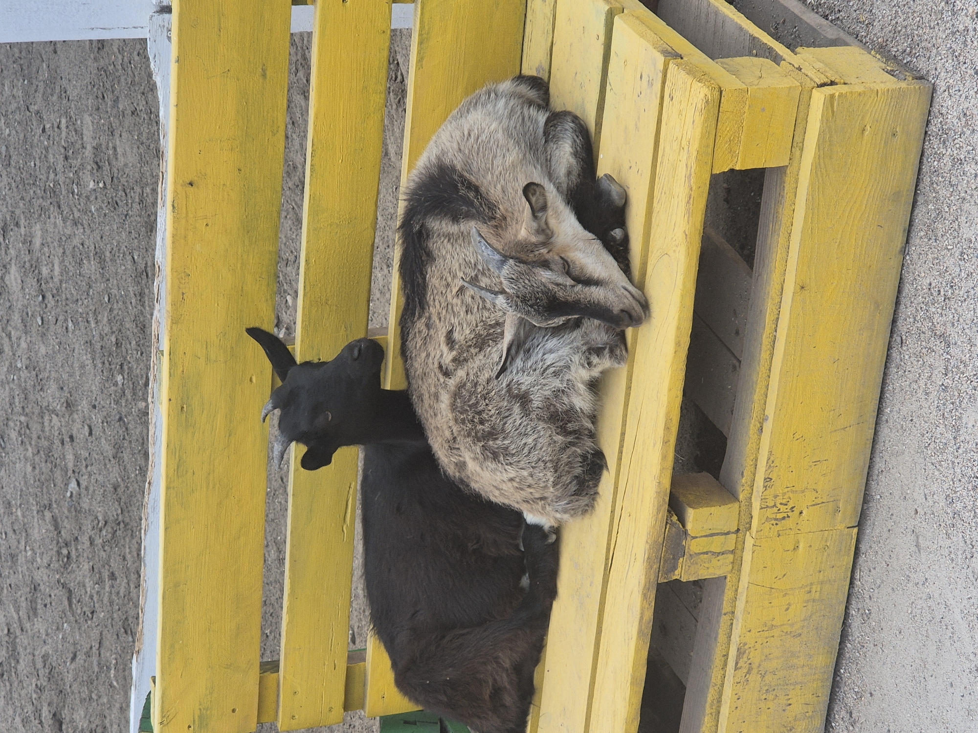 Two goats are resting on a bright yellow wooden pallet bench. The goat on the left is black and lying down. The goat on the right is a mottled gray and brown and appears to be sleeping, with its head resting on its legs. The bench is outdoors, with a gravelly ground surface visible. The background is out of focus and appears to be a dirt or sand area. There are no people visible in the image.