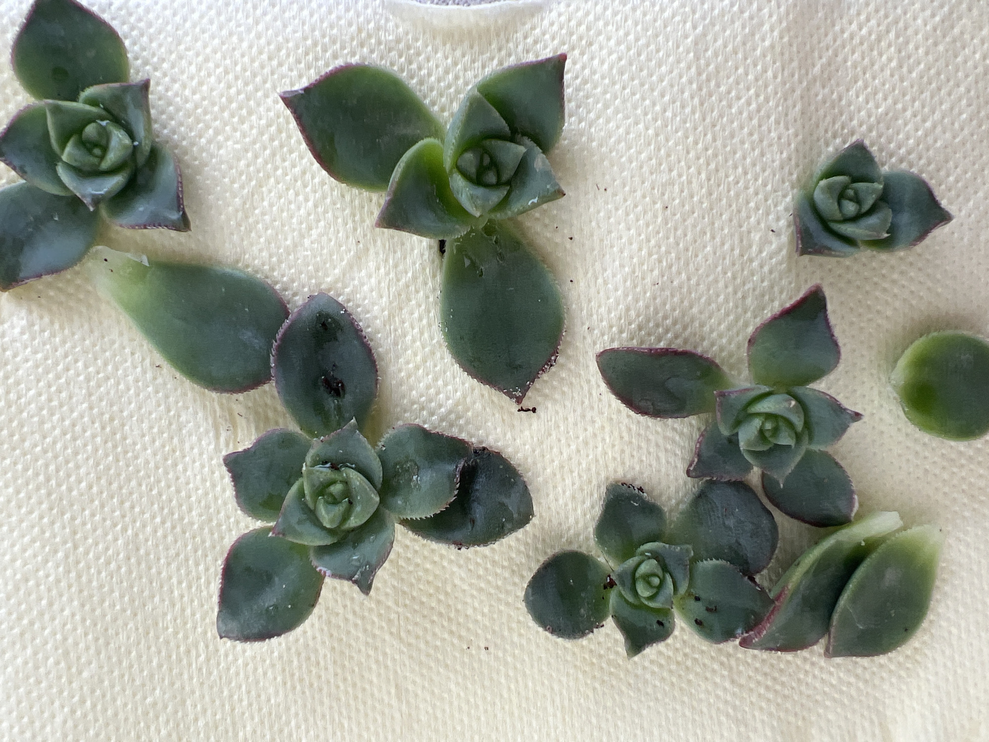 The image displays a close-up, overhead view of multiple green succulent plant propagations scattered across a light beige, textured surface. This scene is located in Kiryat Bialik, Israel. The surface exhibits a subtle woven pattern, consistent with a paper towel or similar fabric.
Approximately ten distinct plant components are visible. These include several small rosettes, each formed by tightly clustered, fleshy, dark green leaves with prominent reddish-purple margins, arranged in a spiral pattern. The individual leaves within these rosettes are typically 1-2 cm in length. Also present are a few single, detached succulent leaves, exhibiting similar dark green coloration and reddish edges. Minor dark specks, resembling soil particles or detritus, are sparsely distributed on the surface and adhered to some plant pieces. Small droplets of clear liquid are observed on the surfaces of several leaves. No people, active movements, or direct interactions are depicted in the static arrangement of the plant material within this environment.