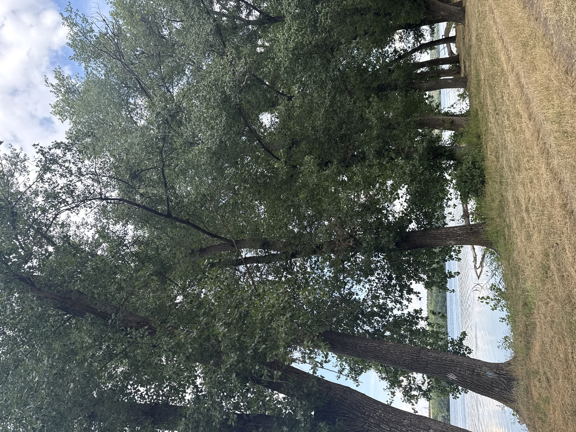 The image depicts a waterfront scene with a row of large, mature trees lining the shore. The trees have thick, textured bark and dense green foliage that creates a canopy overhead. The ground in the foreground is covered in dry, yellowed grass, suggesting a warm climate or season. Beyond the trees, a body of water, likely a river, is visible, with gentle ripples on its surface. In the distance, the opposite shore of the river is lined with more trees and vegetation, and a hazy sky with scattered white clouds can be seen. The scene appears to be located in Oxentea, Moldova, a region known for its natural beauty and proximity to the Dniester River. There are no people or any obvious signs of human activity in the immediate vicinity, other than a possible log or debris in the water.