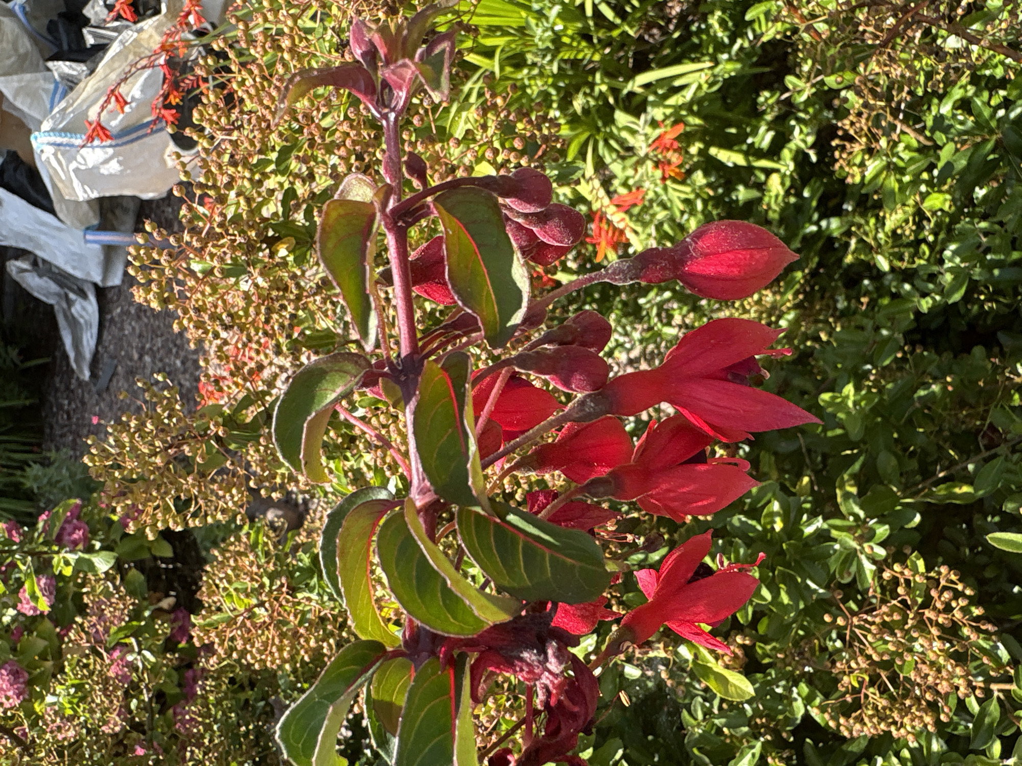 This is a close-up, eye-level outdoor photograph of Fuchsia flowers in bloom, set against a backdrop of greenery and some brown seed pods. The flowers are a vibrant red and have a distinctive bell shape, with delicate petals extending downwards. The leaves are dark green with reddish edges. The scene appears to be in a garden, possibly in Chelmsford, United Kingdom, as suggested by the context. The lighting suggests it is a sunny day, casting some shadows and highlighting the textures of the plants. There are no people or animals visible in the frame, and no specific actions are depicted. The overall impression is one of natural beauty and floral abundance.