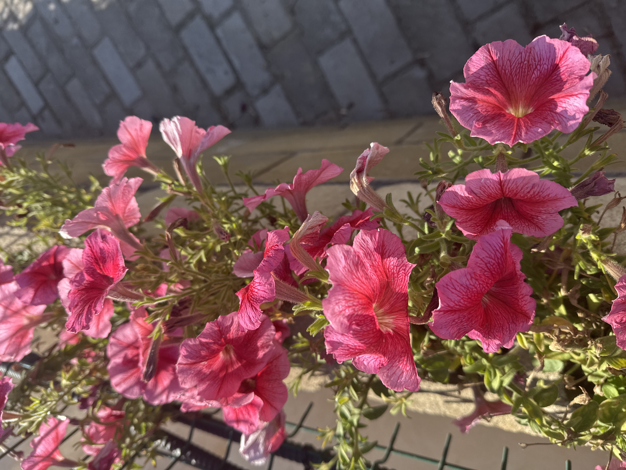 A close-up, eye-level shot features a dense cluster of bright pink petunias in full bloom. The flowers, with their ruffled petals and darker veining, cascade downwards, creating a vibrant display. They are interspersed with green foliage and a few dried, withered blossoms. The background is blurred, with a hint of a fence on the left and a textured surface of grey paving stones on the right, illuminated by sunlight that casts soft shadows. The scene appears to be outdoors, possibly in a garden or along a walkway in Sary-Oy, Kyrgyzstan. There are no people or animals visible in the frame.