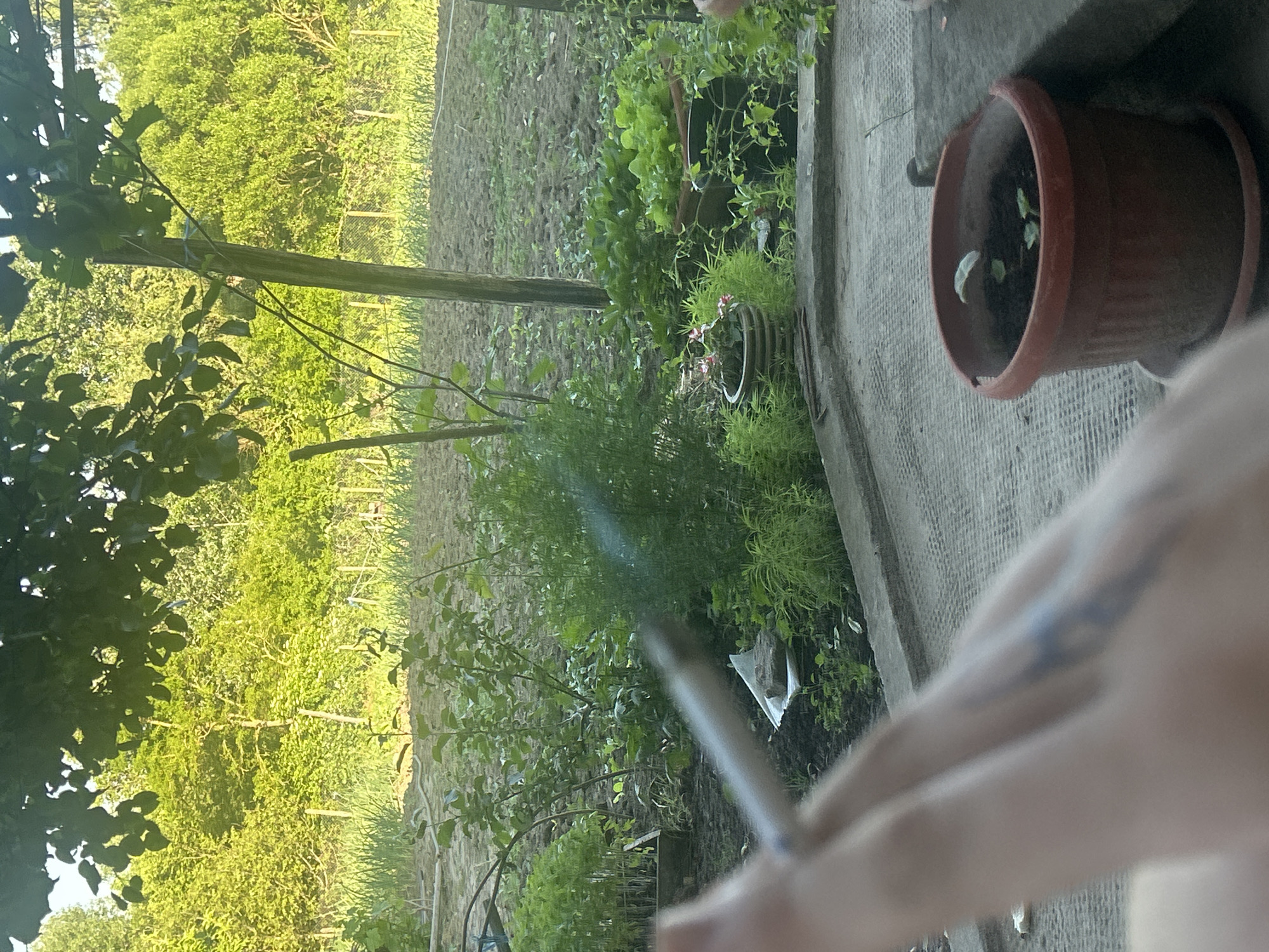 Elenovo, Bulgaria. A dirt field adjoins a raised concrete structure on which sit two plant pots. The closer pot is made of terracotta and contains seedlings. Beyond the concrete structure are assorted plants and trees. A person’s arm holding a lit cigarette is visible in the foreground.