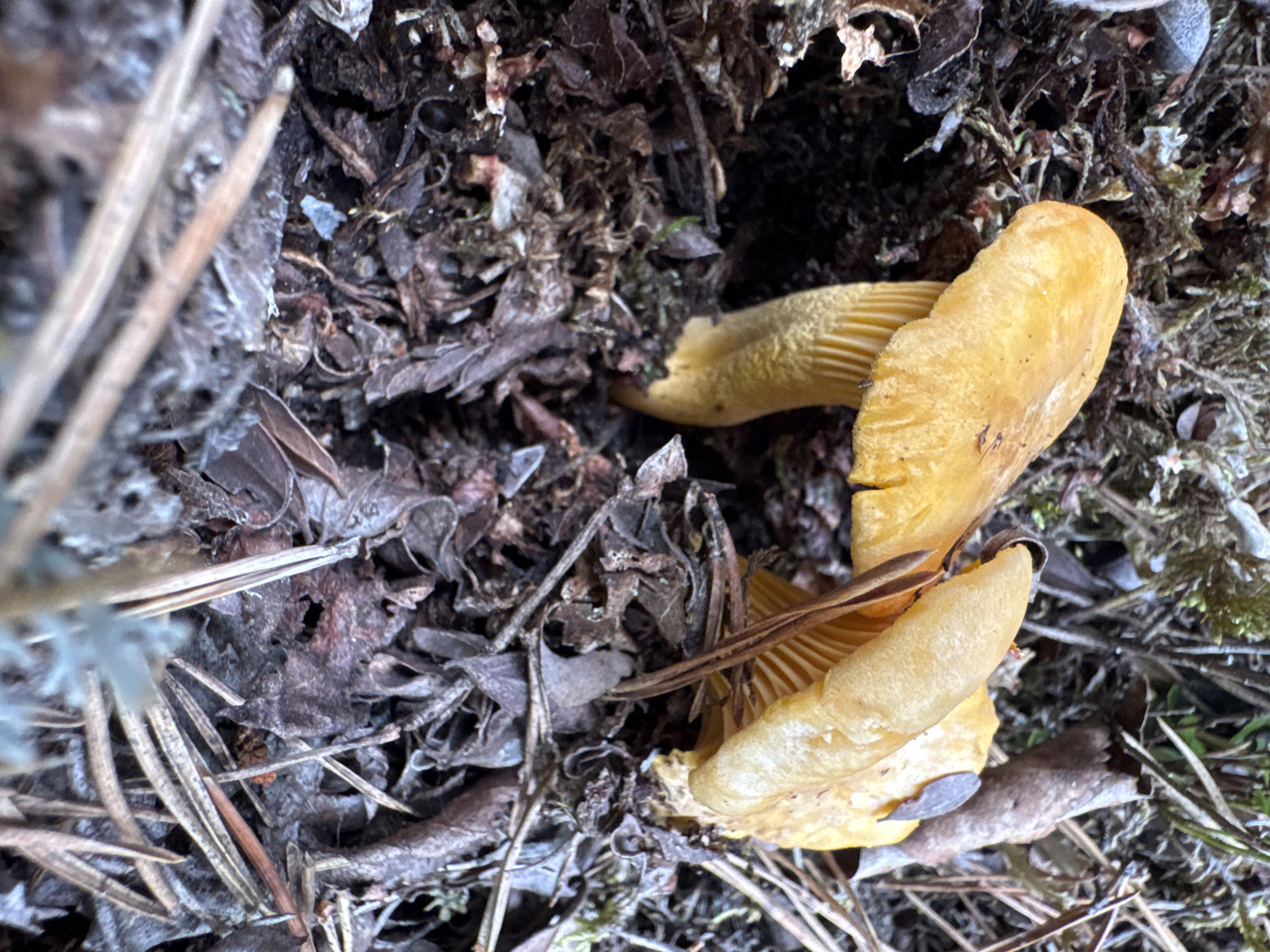 In Peski, Russia, a close-up, eye-level, outdoor shot captures two yellow chanterelle mushrooms growing amongst leaf litter and moss. The mushrooms are the primary subjects, with their caps and stems clearly visible. The environment consists of dark soil, fallen leaves, pine needles, and patches of green moss, creating a natural woodland setting. The lighting is dim, suggesting it may be overcast or shaded. There are no people or animals present in the image. The focus is sharp on the mushrooms and their immediate surroundings, with the background slightly blurred.