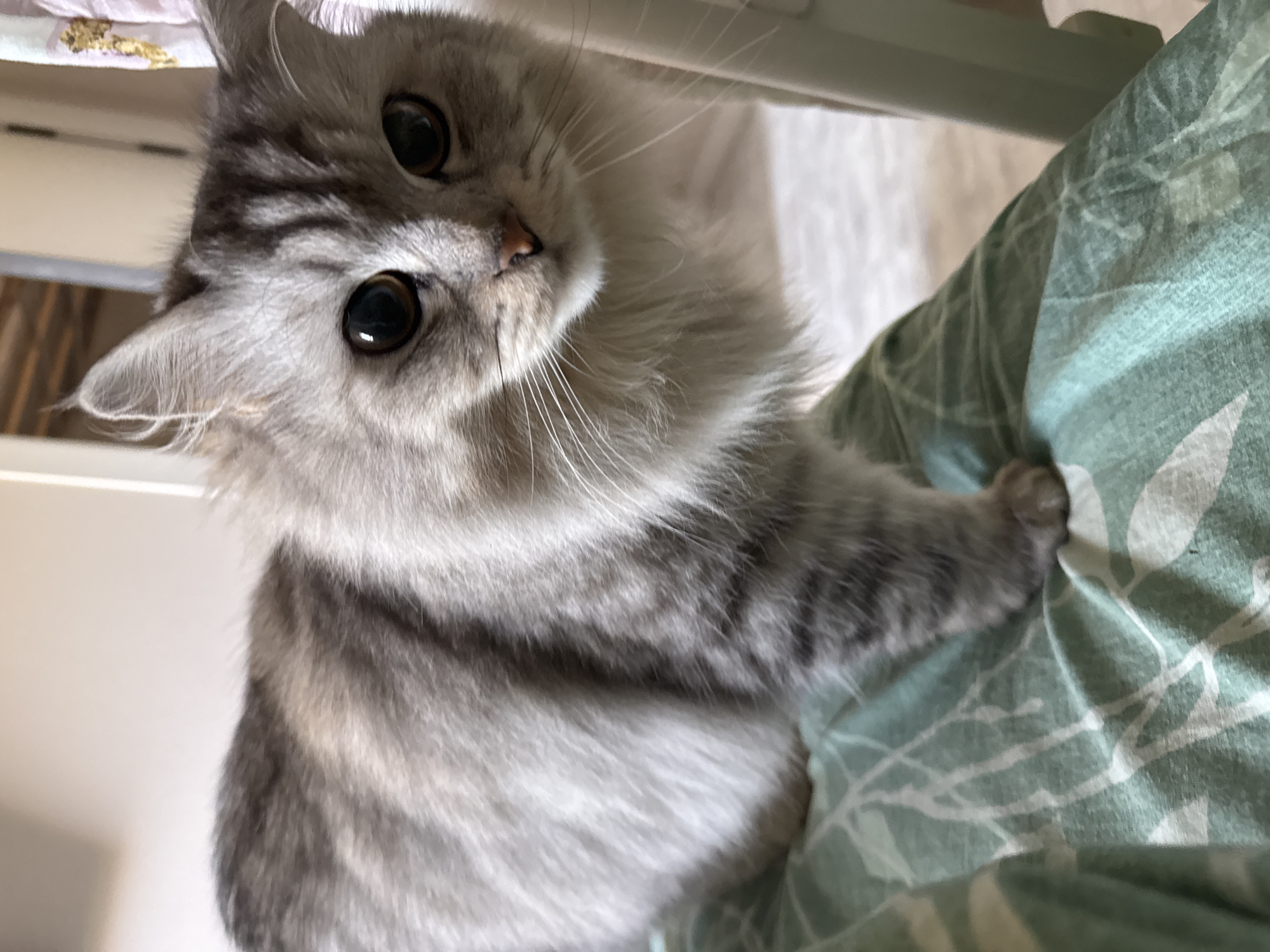 A gray, long-haired cat with large eyes is the central subject, positioned diagonally with its head tilted towards the camera and its front paw resting on a green and white patterned fabric. The background includes a light-colored, possibly white, object, and a hint of what appears to be a white wall. The location is not discernible from the image alone.