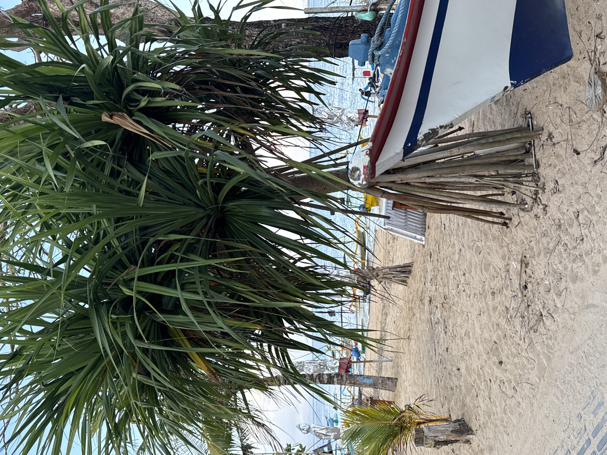 The image depicts a sandy beach scene in Denpasar, Indonesia, with a focus on a white and blue boat positioned on the sand. A dense palm tree with long, green fronds partially obscures the view of the ocean and several other boats in the background. The boat in the foreground is angled towards the right, revealing its bow. The sand is textured with footprints and scattered debris. In the distance, the ocean is visible under a cloudy sky, with several small fishing boats. There are no people clearly visible in the immediate foreground, but a person can be seen in the background near the boats on the water. The overall impression is one of a tranquil beach setting, likely in a coastal area of Denpasar.