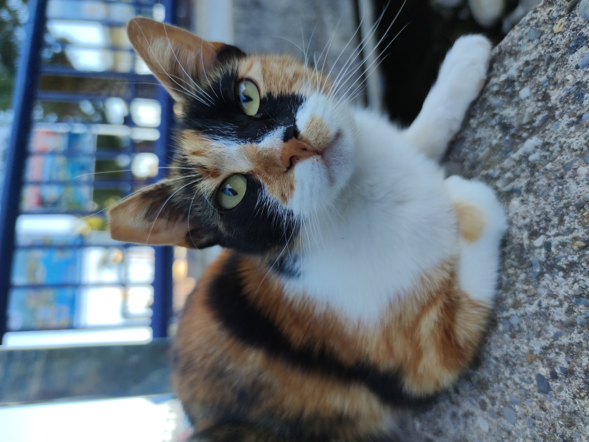 A calico cat with green eyes sits on a concrete ledge. The cat has patches of orange, black, and white fur. In the background, a blue railing is visible, with blurred lights and shapes behind it. The scene appears to be outdoors, possibly in a city setting.
