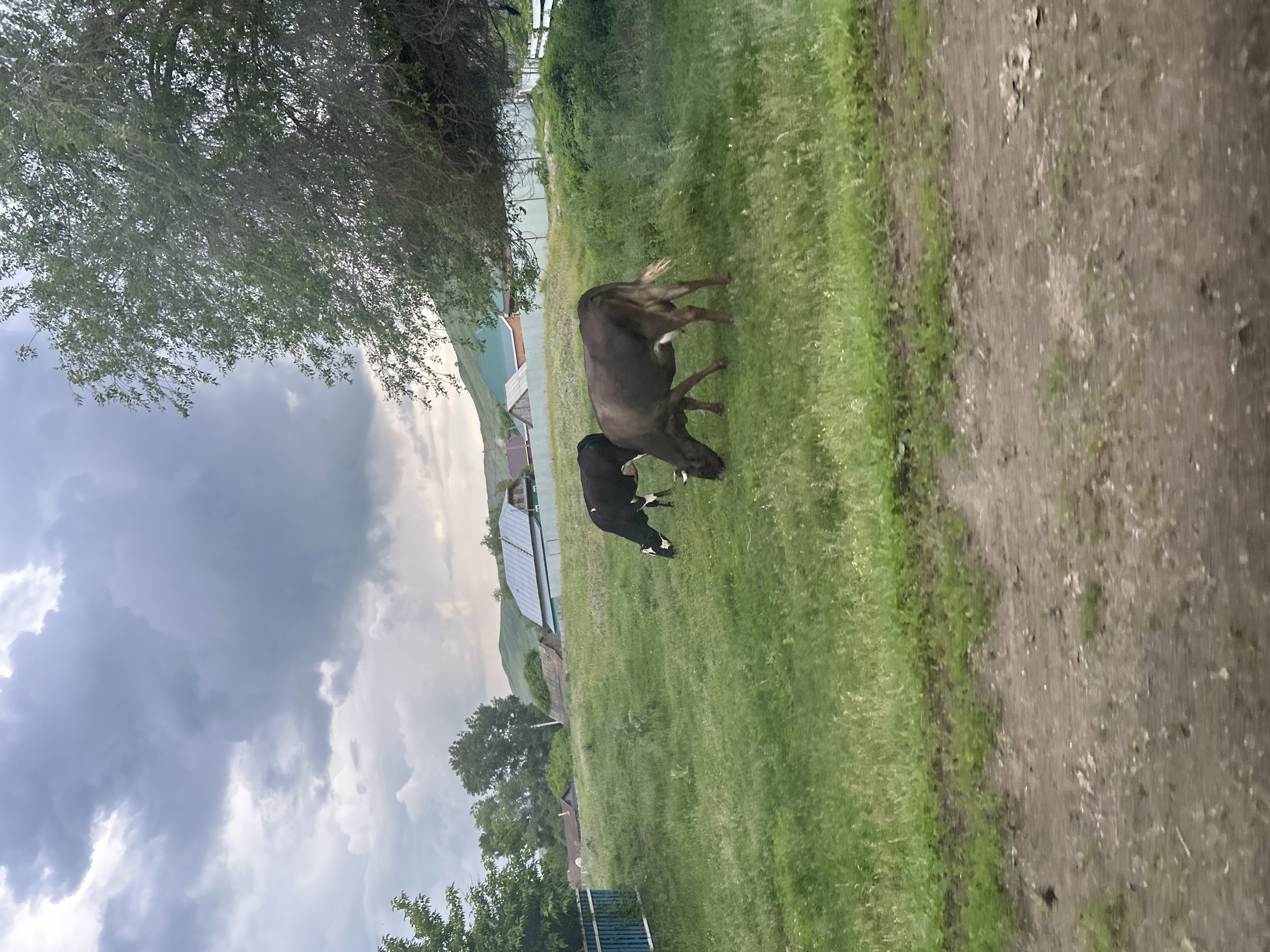 The image depicts a rural scene with two cows grazing in a grassy field. A large tree is on the right side of the frame, with its branches partially obscuring a cloudy sky. In the background, there are several houses with pitched roofs, suggesting a village or small settlement. The ground in the foreground is a dirt path. The overall impression is one of a tranquil, pastoral environment under a dramatic, overcast sky. The specific location of Ишкулово, Russia, is not visually identifiable from the image alone.