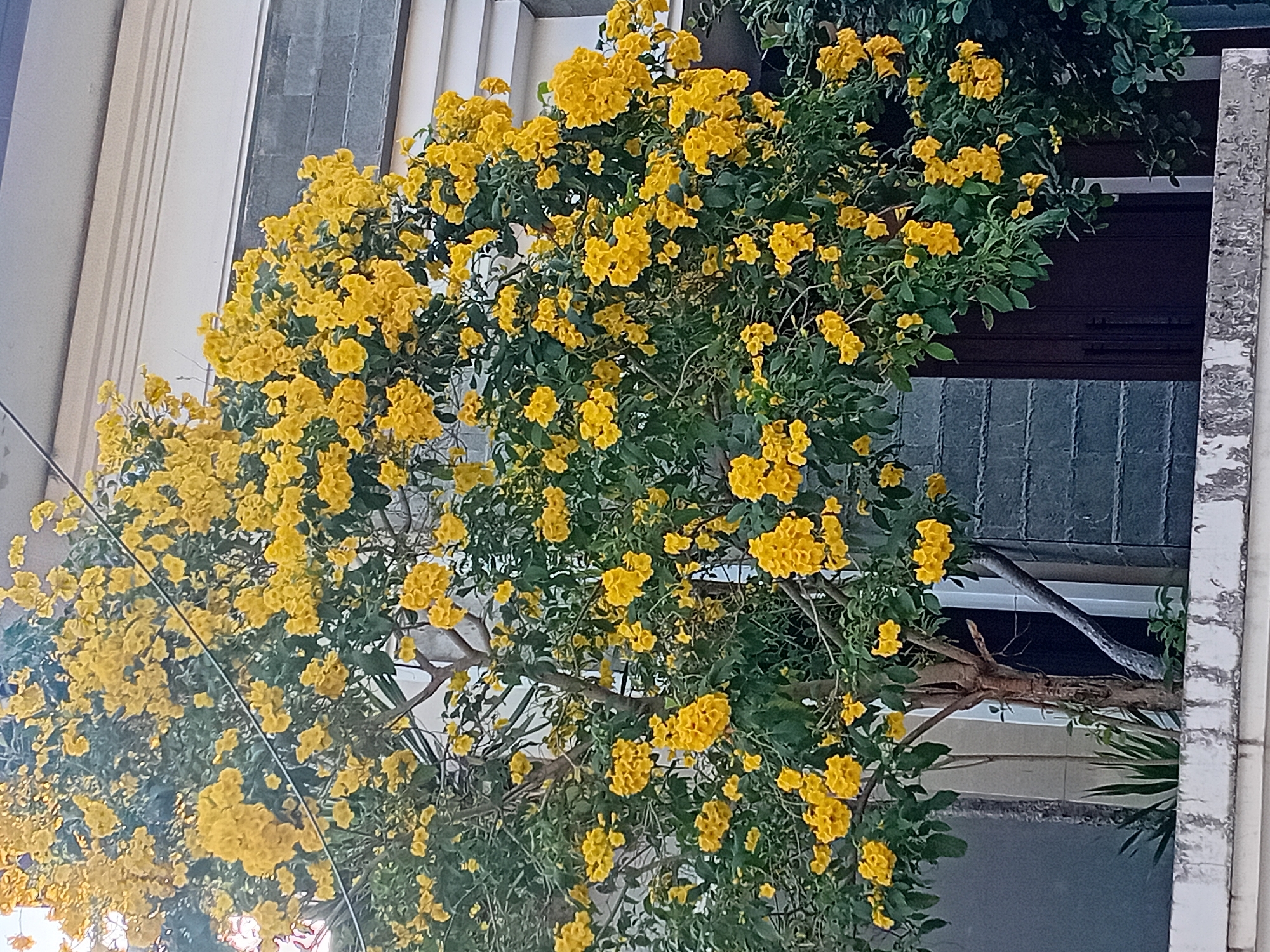 An outdoor, eye-level shot captures a blooming yellow Tecoma tree against a building in Gebog, Indonesia. The tree is full of bright yellow, trumpet-shaped flowers and green leaves, with a brown trunk visible. In the background, a building with grey brick siding and a white trim along the top is visible. A dark brown door is partially obscured by the foliage of the tree. The foreground features a white concrete ledge with some discoloration. No people are present in the image.