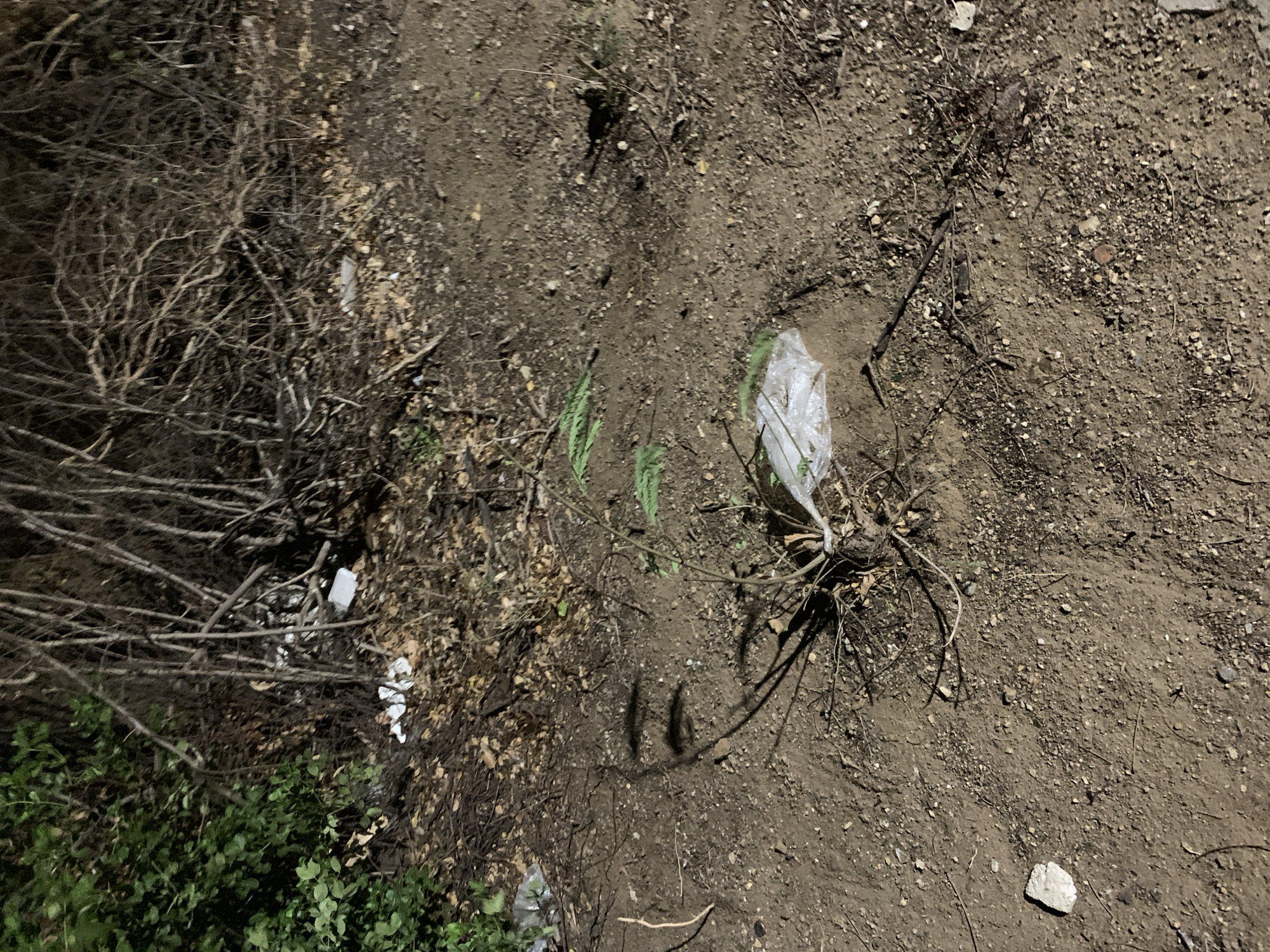 The image captures an outdoor scene at night or under very low light conditions, illuminated by an artificial light source casting strong, distinct shadows. The setting is a patch of dry, uneven ground, predominantly covered in light brown dirt, small gravel, and scattered debris.
To the left side of the frame, a dense thicket of dry, intertwined, and thorny bare branches forms a significant bush or shrub. Below this, towards the bottom left, patches of vibrant green foliage are visible, contrasting with the drier surroundings.
Near the center-right, a crumpled white plastic bag is prominently caught amidst some dry roots or branches emerging from the ground. Other small pieces of litter and natural debris like dried leaves and twigs are interspersed across the dirt. The ground shows signs of being disturbed, with some small divots and subtle tracks.
No people or animals are present, and no specific activity is taking place. The overall impression is that of a neglected or undeveloped area. The dry vegetation and dusty ground suggest arid or semi-arid conditions, consistent with certain environments in Santa Ana, Venezuela. There is no visible text in the image.