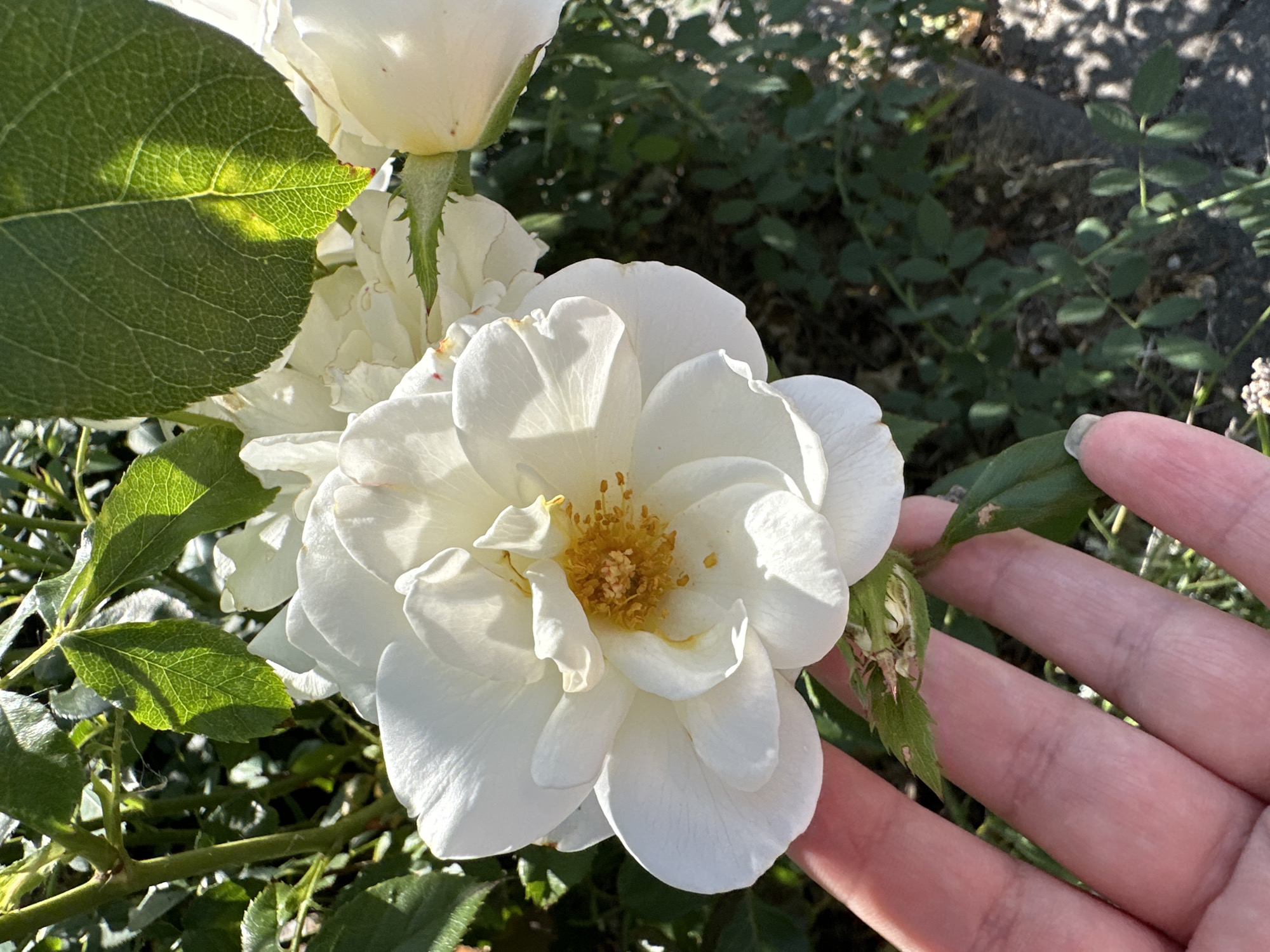 A close-up shot shows a hand reaching towards a blooming white rose. The rose is in full bloom with delicate white petals and a yellow center. A large green leaf from the rose bush is in the foreground, catching the sunlight. The background consists of more rose bushes and foliage, suggesting an outdoor garden setting. The scene is bathed in bright sunlight, indicating it's daytime, likely morning or afternoon. The presence of the hand reaching out to the rose suggests an interaction or appreciation of the flower. The location context is Krefeld, Germany. There is no visible text in the image.