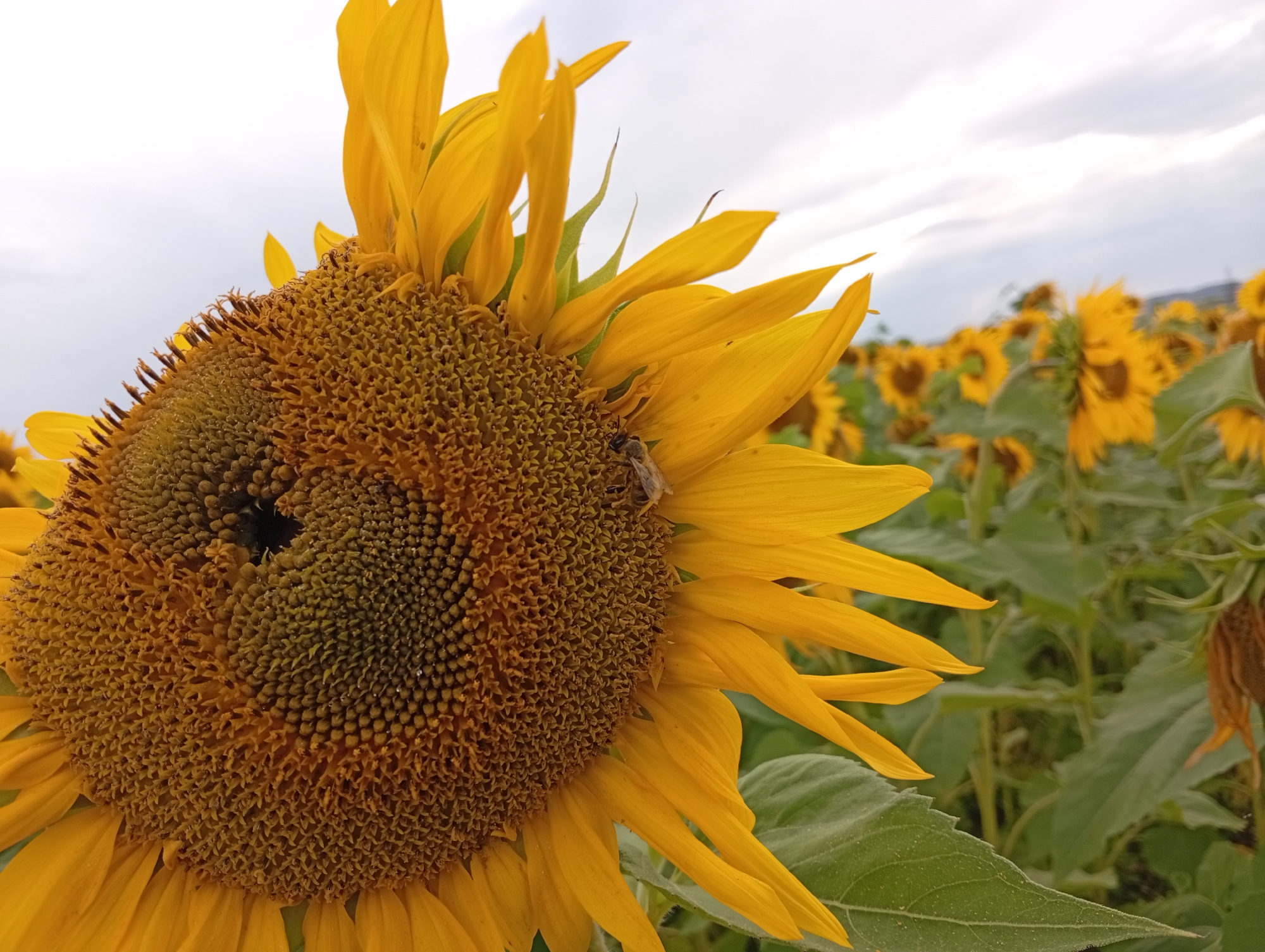 In the foreground of a cloudy outdoor scene, a close-up shows the head of a sunflower in a field of sunflowers. A bee is visible on the sunflower’s petals, near its center. The sunflower’s petals are bright yellow, and its center is a collection of seeds. In the background, more sunflowers are visible, with green leaves and stems. The sky is overcast, with streaks of white clouds. The location is the village of Verkhnie Kigi, Russia.