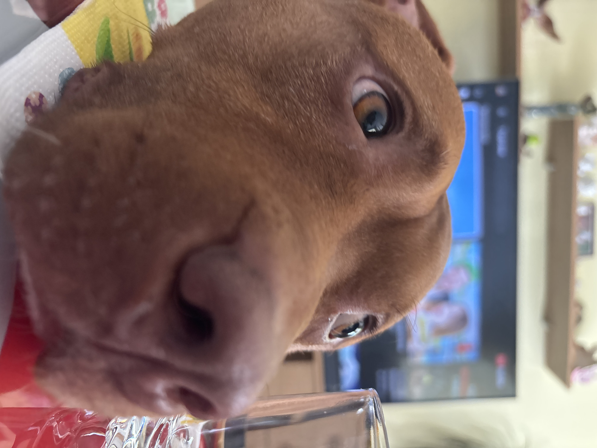 A close-up shot of a brown dog's face dominates the frame. The dog's nose is large and fills the lower portion of the image. One eye is visible, showing a mix of brown and blue hues. The dog appears to be looking directly into the camera. In the background, a television screen is visible, with a blurred image displayed on it. The surrounding environment includes a wall and a shelf with various objects on it. A clear glass is partially visible in the foreground. There is no indication the photo was taken in Sofia, Bulgaria.