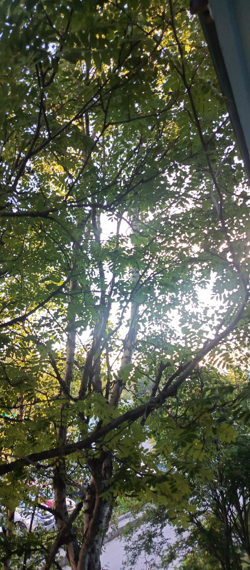 The image is a low-angle shot looking up through the canopy of a tree with green leaves and dark branches. Sunlight filters through the leaves, creating a dappled effect and bright highlights. The bark of the trees visible is light-colored and segmented, suggesting birch trees. In the background, a sliver of a blue object, possibly part of a building or structure, is visible on the right edge. Below the trees, hints of a road and vehicles, including a white car with a red stripe, are discernible. The scene appears to be an outdoor urban or suburban environment, with the foliage suggesting it is a warm season. The specific location in Polarnie Zori, Russia cannot be determined from the image alone without additional context.