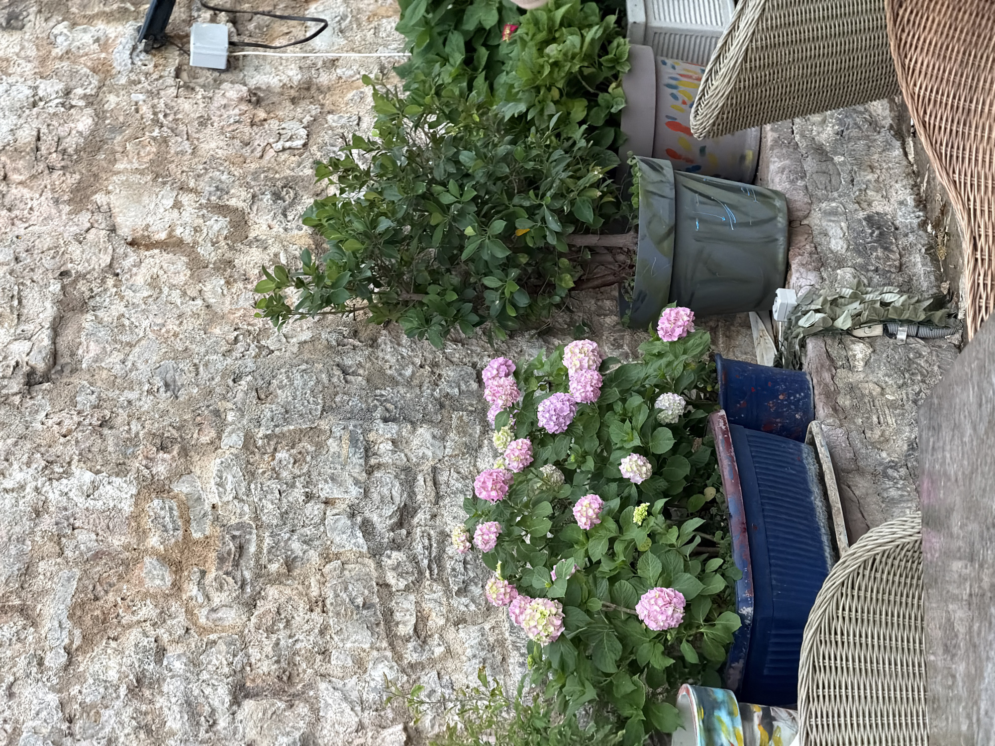 A wall in Budva, Montenegro, features a stone facade on the left. Plants in various pots and containers are arranged along the wall. A shrub with green leaves, potted in a gray container, is positioned at the top. Below this, pink and white hydrangeas are planted in dark blue containers. Wicker chairs are placed at the far right. The scene suggests a garden or outdoor space attached to a building, possibly in a courtyard or terrace. A white electrical box is visible on the wall's upper left.
