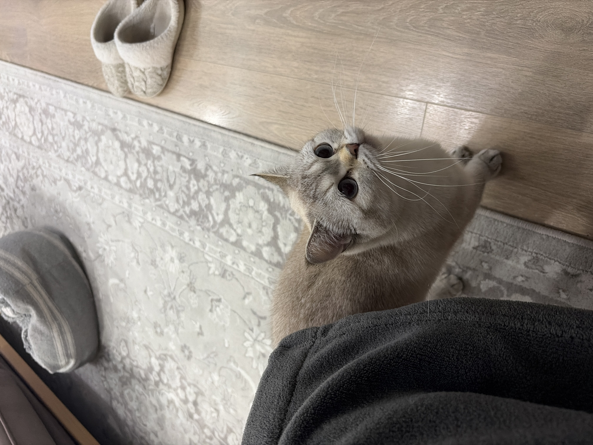A light-colored cat with large, dark eyes and prominent white whiskers is the central subject of this indoor, high-angle shot. The cat, appearing to be a short-haired breed with tan and grey fur, is looking directly up at the viewer, its head tilted to one side, conveying curiosity and attentiveness. Its front paws are tucked in, and its body faces slightly away from the camera.
The setting is a well-lit indoor space, likely a home in Burgas, Bulgaria. The floor consists of light wooden laminate or parquet planks, which meet a light grey patterned rug. The rug features an ornate, traditional design in varying shades of grey and white.
Several objects are visible around the cat. In the upper left corner, a pair of cozy-looking, light-colored slippers with a knitted texture are resting on the wooden floor. To the left of the cat, partly on the rug and partly obscured, is a soft, grey fabric item, possibly a cushion or part of a pet bed, with visible stripes. In the foreground, a dark grey, soft, textured fabric, likely a blanket or clothing, partially covers the bottom right of the frame, from behind which the cat seems to be looking up.
The lighting suggests daytime indoor conditions, with no harsh shadows. The overall ambiance is domestic and calm, with the cat's direct gaze being the focal point. There is no visible text in the image.