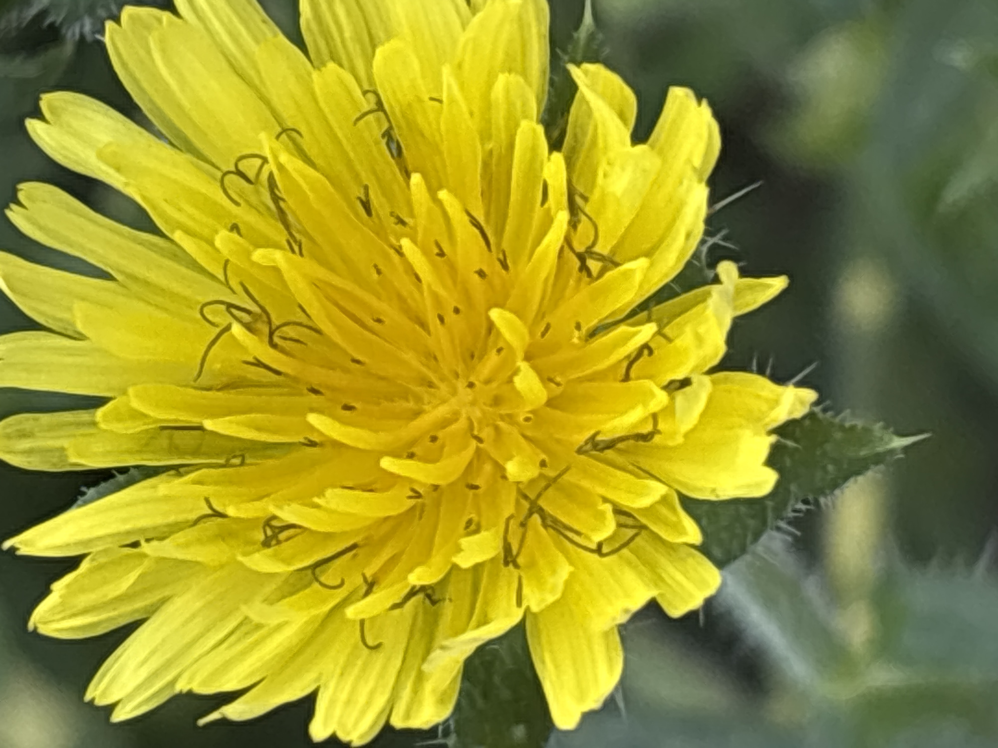A close-up, vertical shot captures the vibrant yellow petals of a dandelion flower, its delicate structure and intricate details illuminated against a softly blurred green background. The flower's head is the primary subject, filling most of the frame, with its ray florets radiating outwards in a sun-like fashion. Some of the petals show slight curls and delicate, dark lines that appear to be pistils or stamens. The background is composed of out-of-focus foliage, suggesting an outdoor environment. The lighting is natural, highlighting the texture and luminosity of the petals. There are no discernible human elements or specific urban features that would indicate a location within the city of Sochi, Russia. The scene is purely botanical.