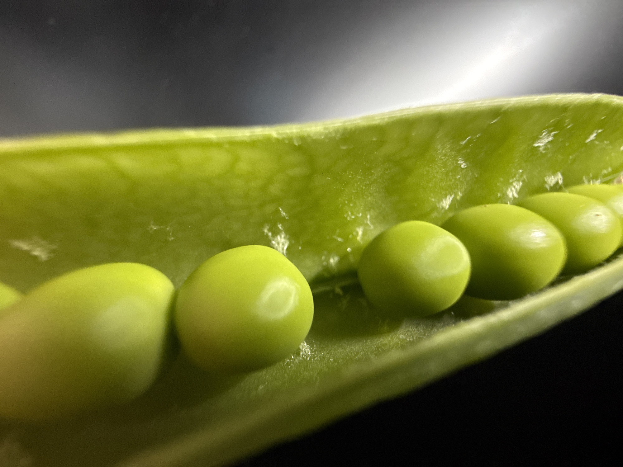 A close-up, high-angle shot shows a partially opened pea pod filled with several bright green peas. The peas are arranged in a line along the inside of the pod, with each pea being smooth and round. The pod itself is a vibrant green, with some texture visible on its surface. The background is dark, with a bright, diffused light source illuminating the left side of the image, creating a dramatic contrast and highlighting the sheen on the peas. The overall impression is one of freshness and natural beauty. No location in the city of Unknown, Unknown is visible or suggested.