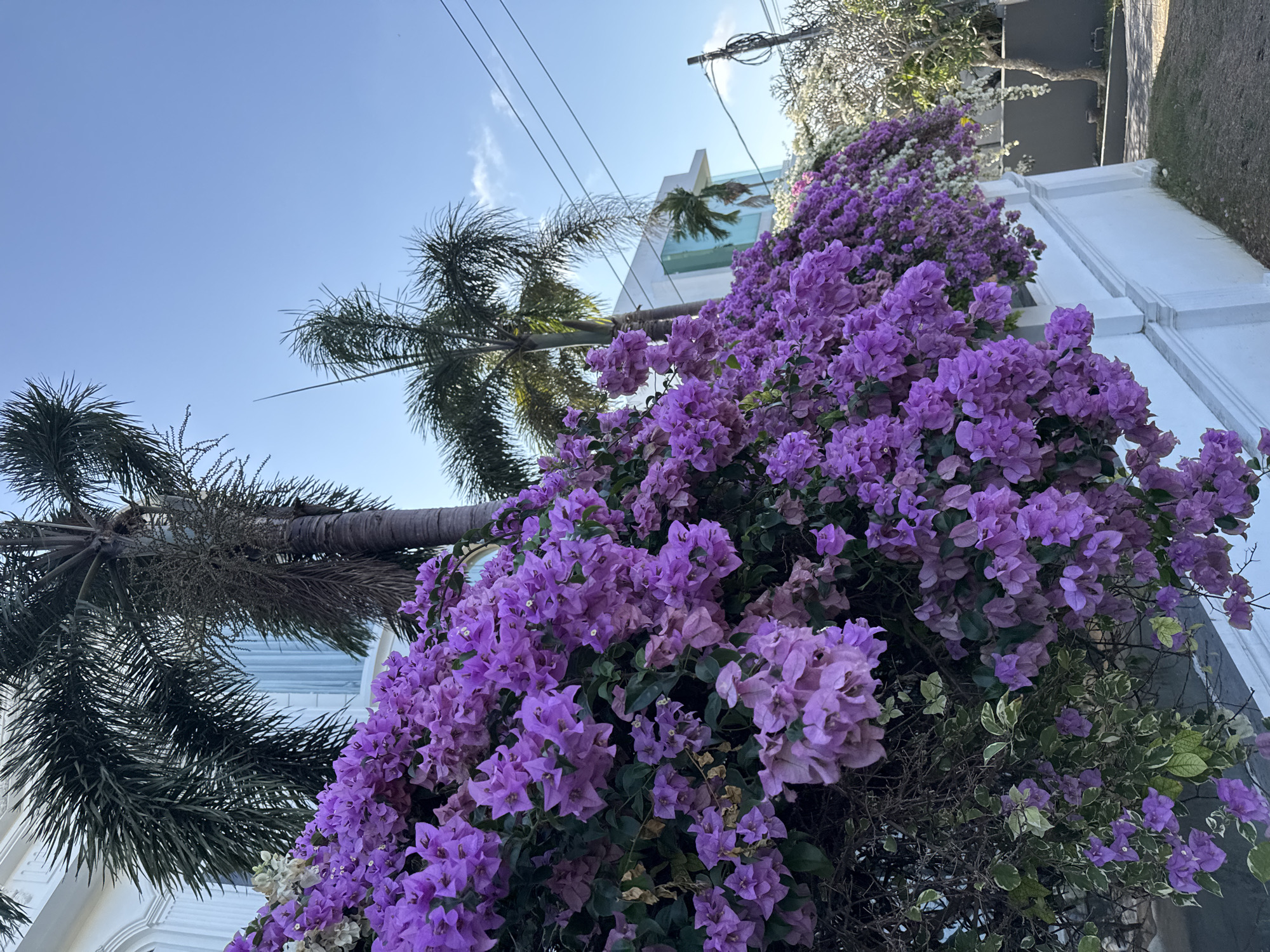 In the city of Kuta Selatan, Indonesia, a vibrant display of purple bougainvillea flowers cascades over a white wall, bordering a property. Two palm trees stand tall behind the flowers, their fronds reaching towards a clear blue sky. A modern white building with large windows is partially visible behind the palm trees. Electrical wires are strung across the sky, and a utility pole stands to the right of the frame. The scene appears to be a residential area or a resort, given the lush vegetation and contemporary architecture. The lighting suggests it is daytime, with the sun casting a bright light on the scene. There are no people or animals visible in the image.