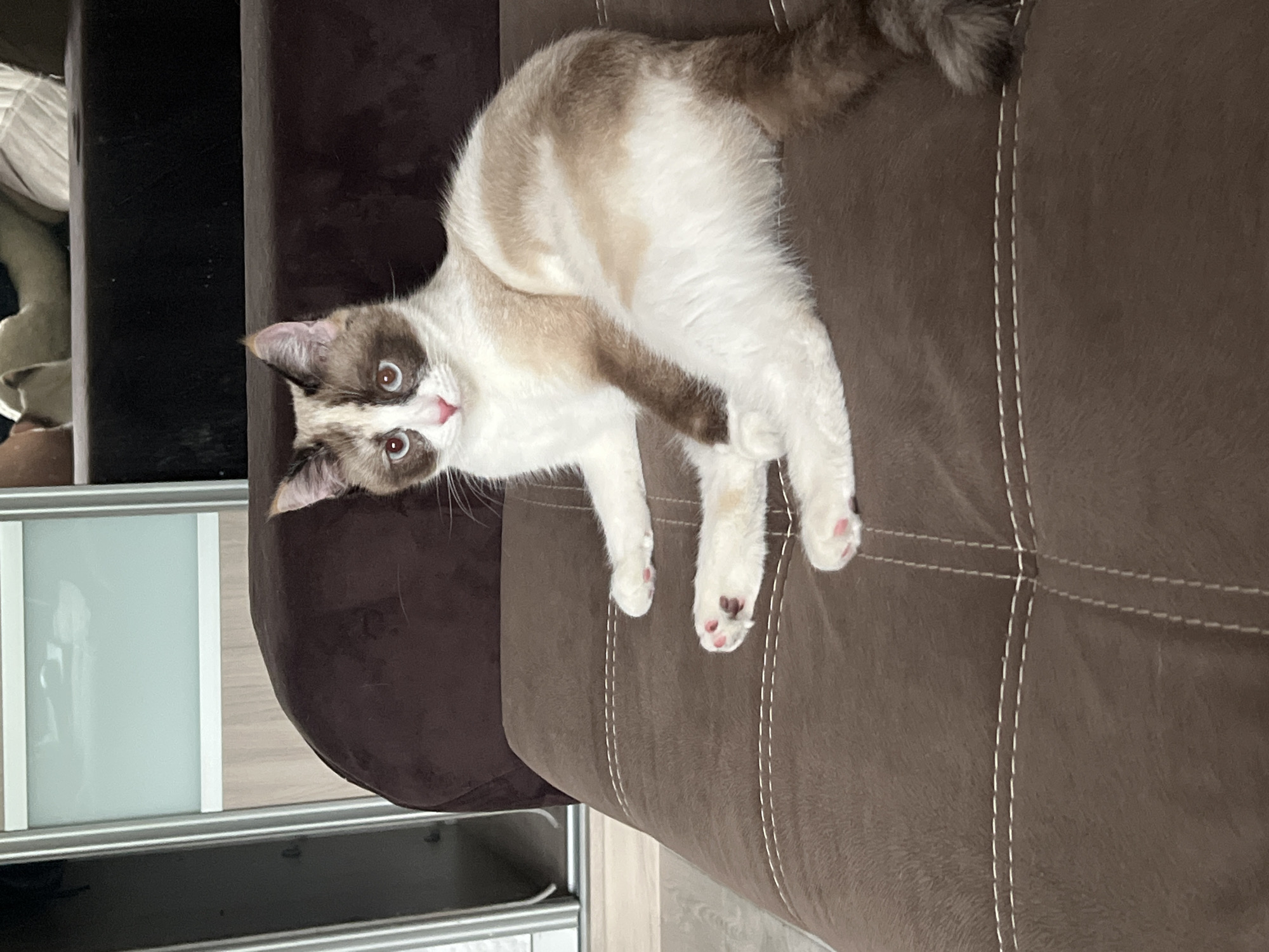 An indoor scene in Votkinsk, Russia, displays a domestic cat resting on a dark brown upholstered sofa. The cat has white fur with distinct dark brown point coloration forming a mask on its face, covering its ears, and coloring its paws and tail. Its eyes are light blue, and its nose is pink. The animal is positioned facing the viewer, with its front paws extended and one hind paw visible, showcasing pink toe pads. The sofa is detailed with white contrast stitching. In the background to the left, a wardrobe with sliding doors is partially visible, featuring light-colored panels and silver-toned frames. A faint reflection in the upper background reveals what appears to be a person's lower legs dressed in light-colored trousers, situated on a dark surface.